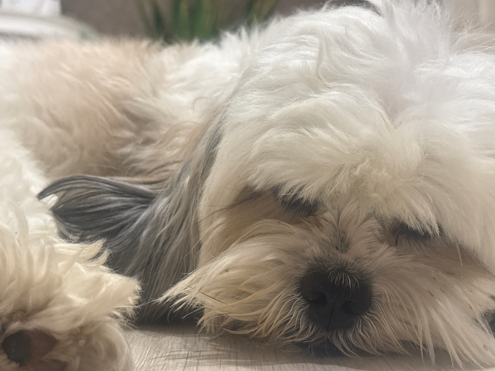 A close-up, low-angle shot shows a small, fluffy dog sleeping on a light-colored, wood-grain surface, likely a floor. The dog, with white and tan fur, is curled on its side, with its face partially visible. Its eyes are closed, and its nose is dark. The fur around its face is long and wispy, obscuring much of its features. The background is blurred, with hints of muted green and beige, suggesting an indoor environment. The image does not contain any information about the city of Plastunka, Russia.