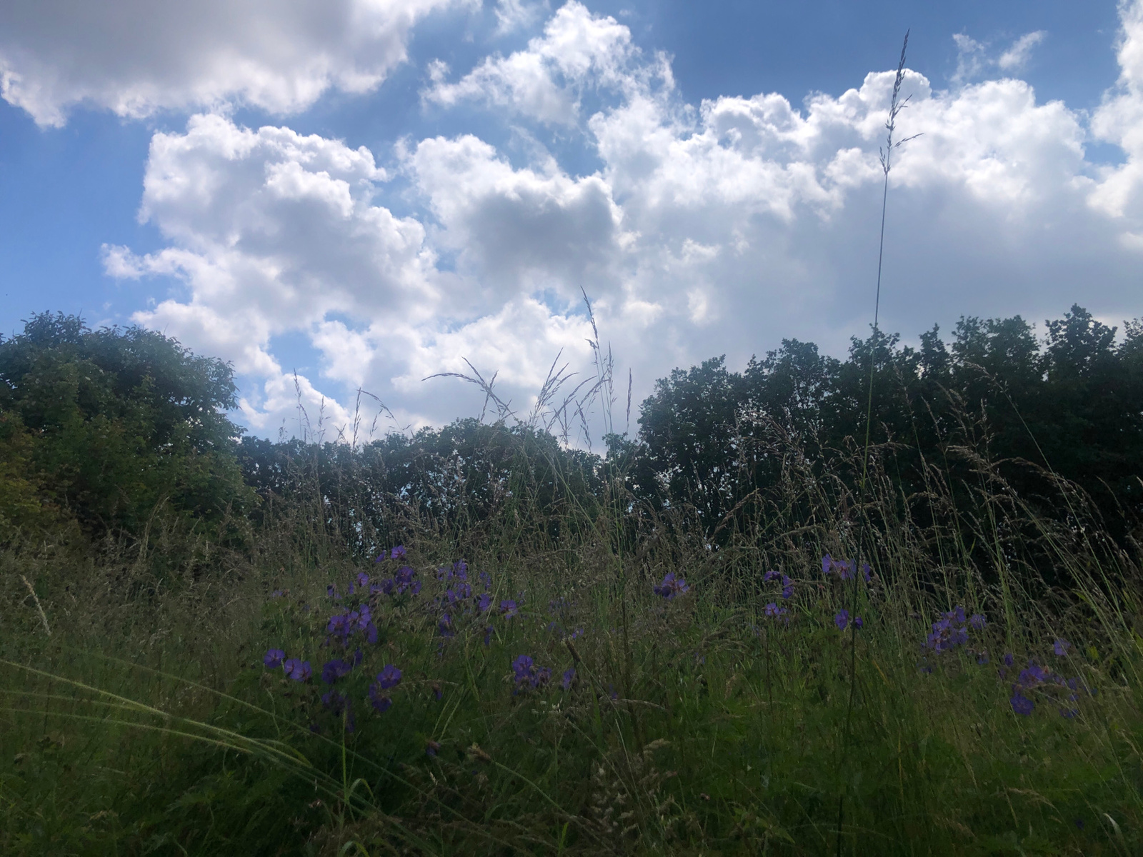 A low-angle, outdoor, full shot captures a meadow in bloom under a partly cloudy sky. Tall grass and scattered purple wildflowers dominate the foreground, with a line of dark green trees forming a natural border across the middle ground. The sky above is a bright blue, punctuated by fluffy white cumulus clouds. The scene suggests a natural, undeveloped area, possibly a park or a field. No people or animals are visible in the image. The lighting indicates it is daytime, with the sun likely overhead or slightly to the side, illuminating the clouds and creating some contrast with the shaded foliage.