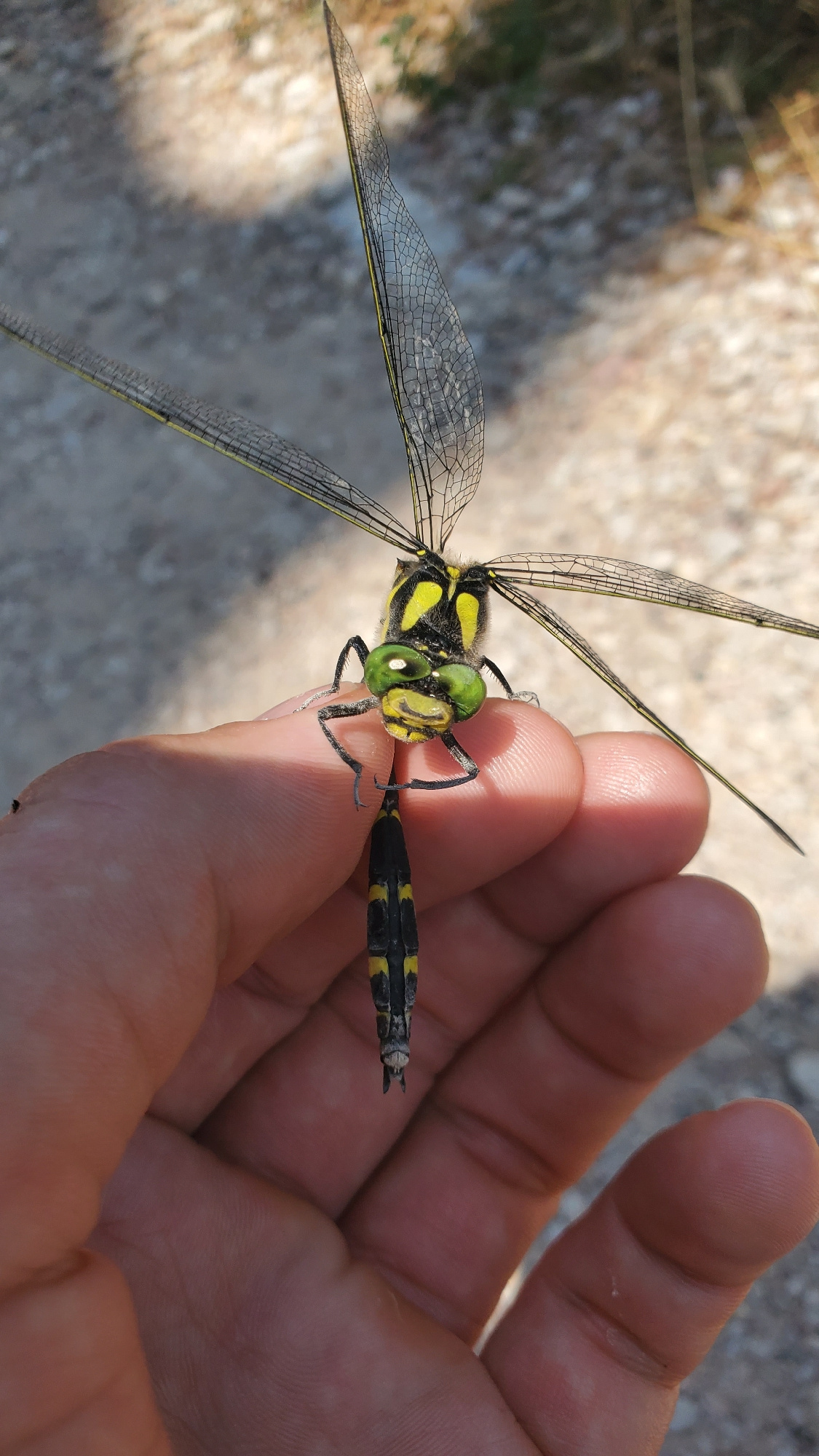 A close-up, eye-level shot shows a person's left hand holding a dragonfly. The dragonfly, with its wings spread, is predominantly black with bright yellow markings on its thorax and abdomen. Its large, green compound eyes are prominent. The background is blurred, with a sandy or gravelly texture and some dry vegetation, suggesting an outdoor, possibly arid, environment. The image does not provide specific details about the city of Sutomore, Montenegro.