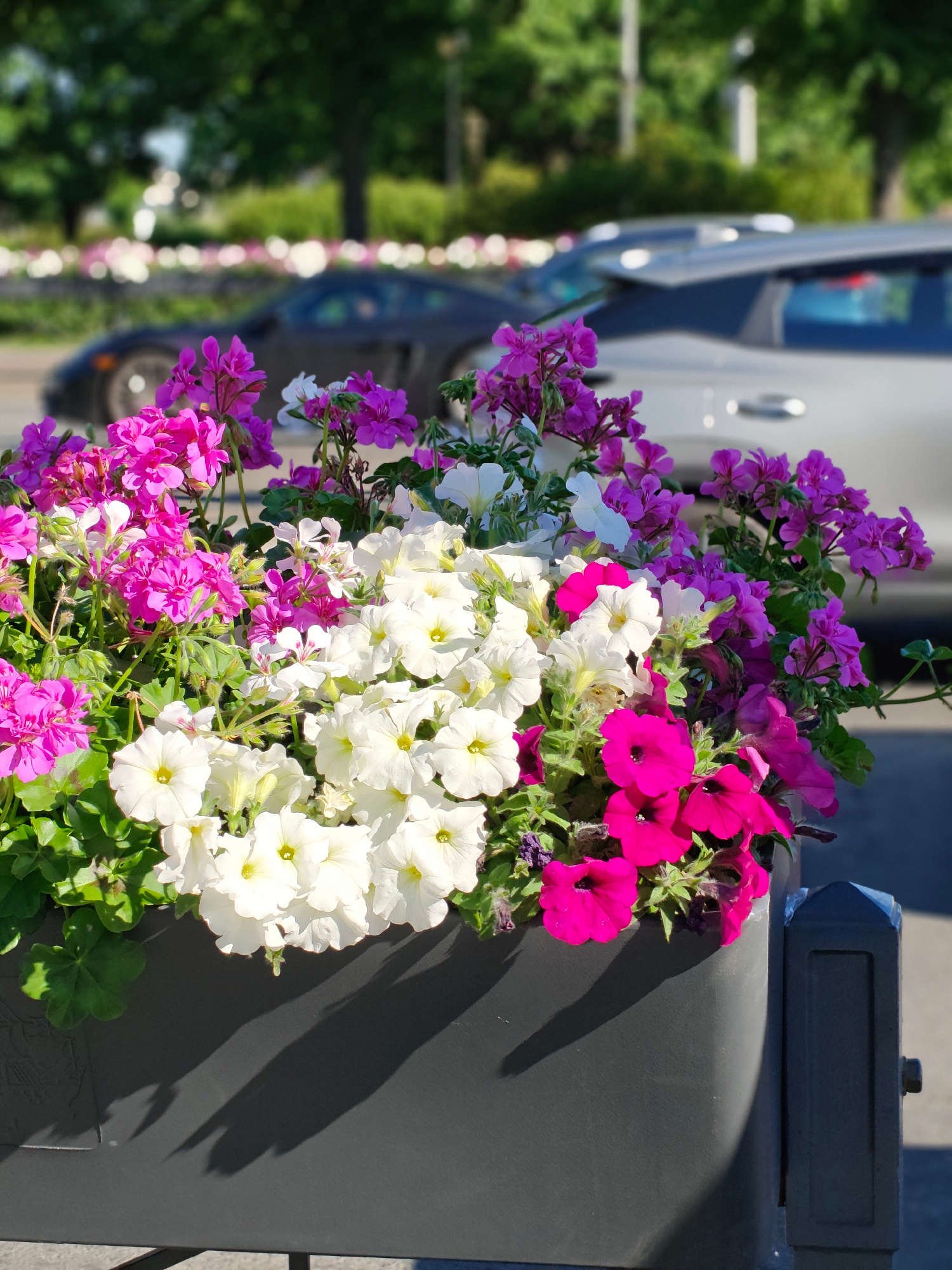 A close-up, vertical, eye-level shot captures a rectangular dark gray planter box overflowing with a vibrant assortment of flowers. The planter is positioned outdoors, likely in an urban setting like Saint Petersburg, Russia, given the presence of cars in the background and the style of the street furniture.
The flowers are a mix of bright pink, magenta, and white petunias and geraniums, with lush green foliage. Some of the pink flowers are clustered together, while others are more spread out, creating a sense of depth. The white flowers are predominantly located in the center of the planter, with their trumpet-shaped blooms facing forward. A few wilted or dried flowers are visible amongst the fresh blooms.
In the blurred background, two cars are visible. The car closest to the viewer appears to be a dark-colored sports car with a sleek design. Further in the background, a lighter-colored car, possibly silver or gray, is also present. Trees with green leaves and parts of buildings or street structures can be seen behind the cars, suggesting a street or parking area.
Shadows cast by the planter box and the flowers stretch across the ground in front of it, indicating a sunny day. To the right of the planter, a dark gray, ridged post with a bolt is visible, likely part of a bollard or a signpost. The overall scene is a bright and colorful display of nature set against a blurred urban backdrop.