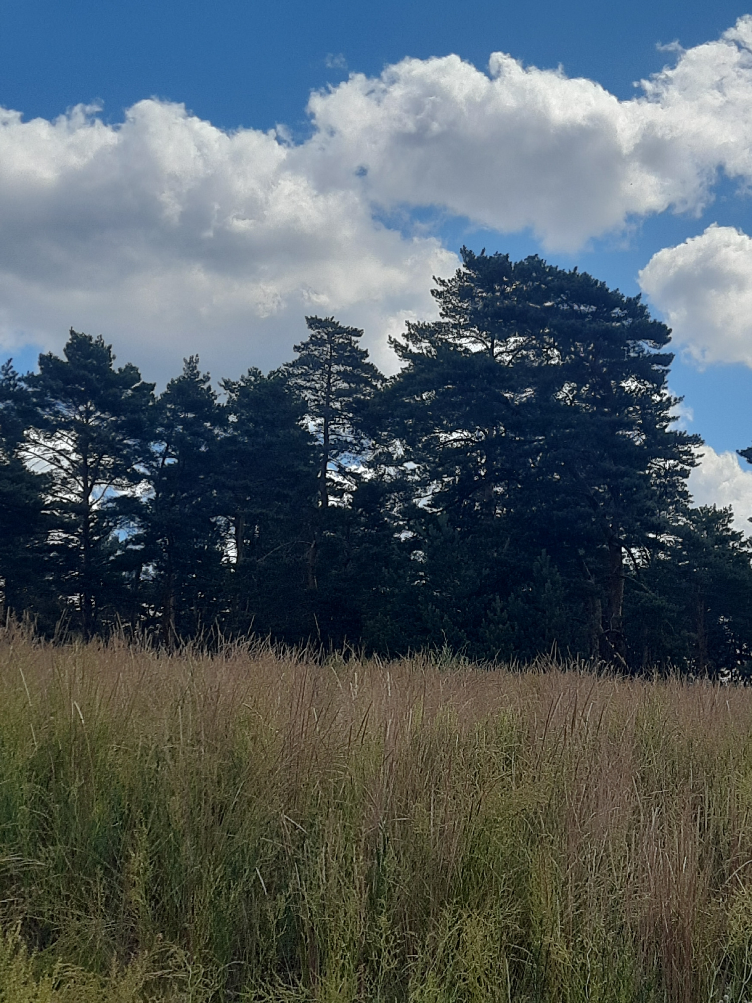 The image depicts a natural landscape on a clear day, characterized by a bright blue sky with scattered white cumulus clouds. In the foreground, a field of tall, dry grass, predominantly in shades of brown and green, extends across the lower half of the frame. Behind the grassy field, a dense line of dark green pine trees forms a silhouette against the sky, with some individual trees more prominently silhouetted due to their height and foliage. The overall impression is one of a rural or park-like setting, typical of areas surrounding cities like Horishni Plavni, Ukraine, where natural landscapes are often preserved alongside urban development. The scene is devoid of any human presence or artificial structures, emphasizing its natural state.