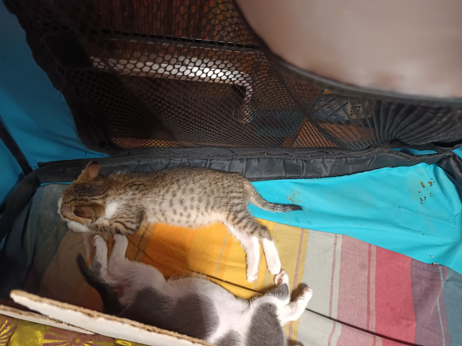 The image shows two kittens sleeping inside a blue bag. One kitten, mostly gray and white, is lying on its back with its paws in the air. The other kitten, a tabby, is curled up next to it. The bag appears to be made of a mesh material and has a striped fabric lining. The scene is indoors and appears to be a casual setting, possibly a home or a travel bag. The location is identified as Roseto degli Abruzzi, Italy.