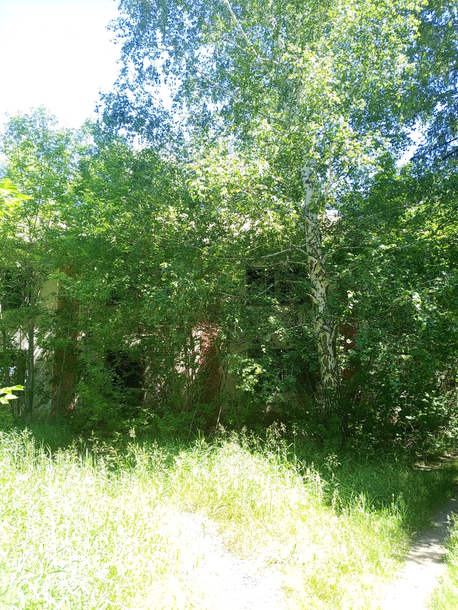 A low-angle, full shot captures a dense, overgrown area with a partially visible structure and lush greenery. In the foreground, a field of tall, sun-drenched grass and wildflowers stretches across the bottom of the frame, its bright yellow-green hues almost creating an abstract pattern due to the overexposure. Behind the grass, a wall of vibrant green foliage, comprised of trees and shrubs, dominates the midground. A tall, slender birch tree with its distinctive white and black bark stands out prominently amidst the dense leaves, its branches reaching upwards.
Peeking through the foliage, the facade of a building is discernible. It appears to be constructed of reddish-brown bricks, with large, dark, recessed openings that suggest windows or doorways, now obscured by the encroaching vegetation. The building's structure seems weathered, hinting at disuse or abandonment. The background is a blur of more trees and foliage, culminating in a bright, washed-out sky. The overall impression is one of nature reclaiming a man-made structure, creating a scene that is both wild and slightly melancholic. The image is captured in daylight, with strong sunlight casting dappled shadows and creating highlights, particularly on the grass. The location is stated as Unknown, Unknown.