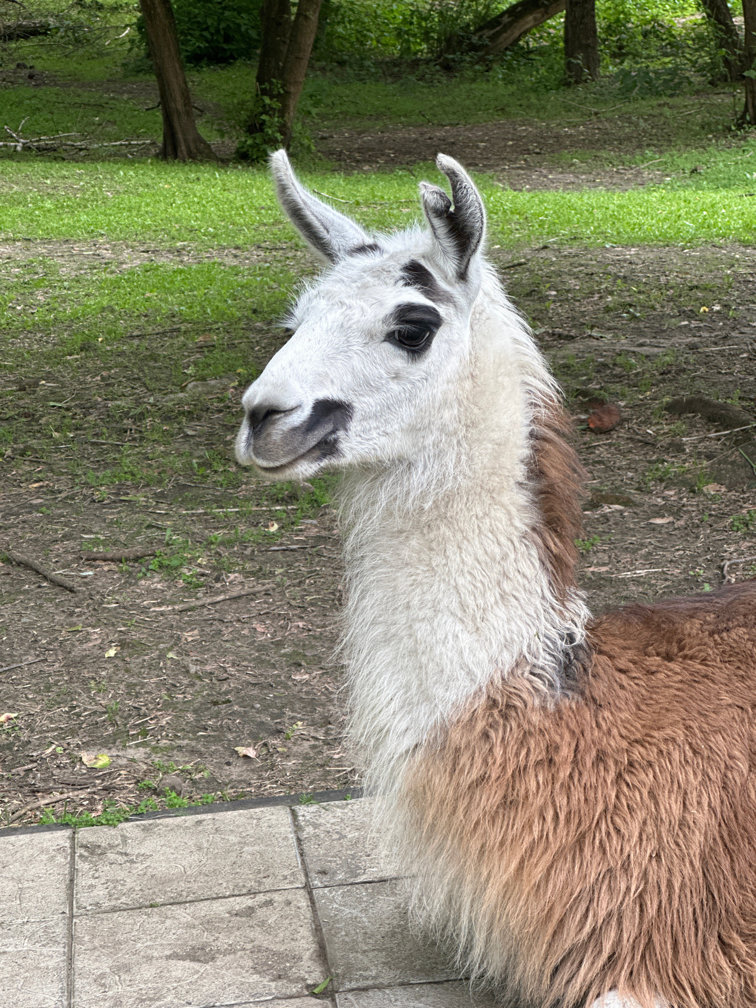 A medium shot captures a llama standing outdoors on a paved surface, with a background of green grass and trees. The llama is facing left, its head and neck are visible in profile, and its body extends to the right. The llama has white fur on its head and neck, with brown fur on its back. Its ears are pointed and covered in gray fur, and it has distinctive black markings around its eyes and on its muzzle. The paved surface in the foreground is made of light gray square tiles. The ground behind the llama is covered in dry grass and dirt, with some fallen leaves and twigs scattered about. Trees with green foliage form a dense backdrop.