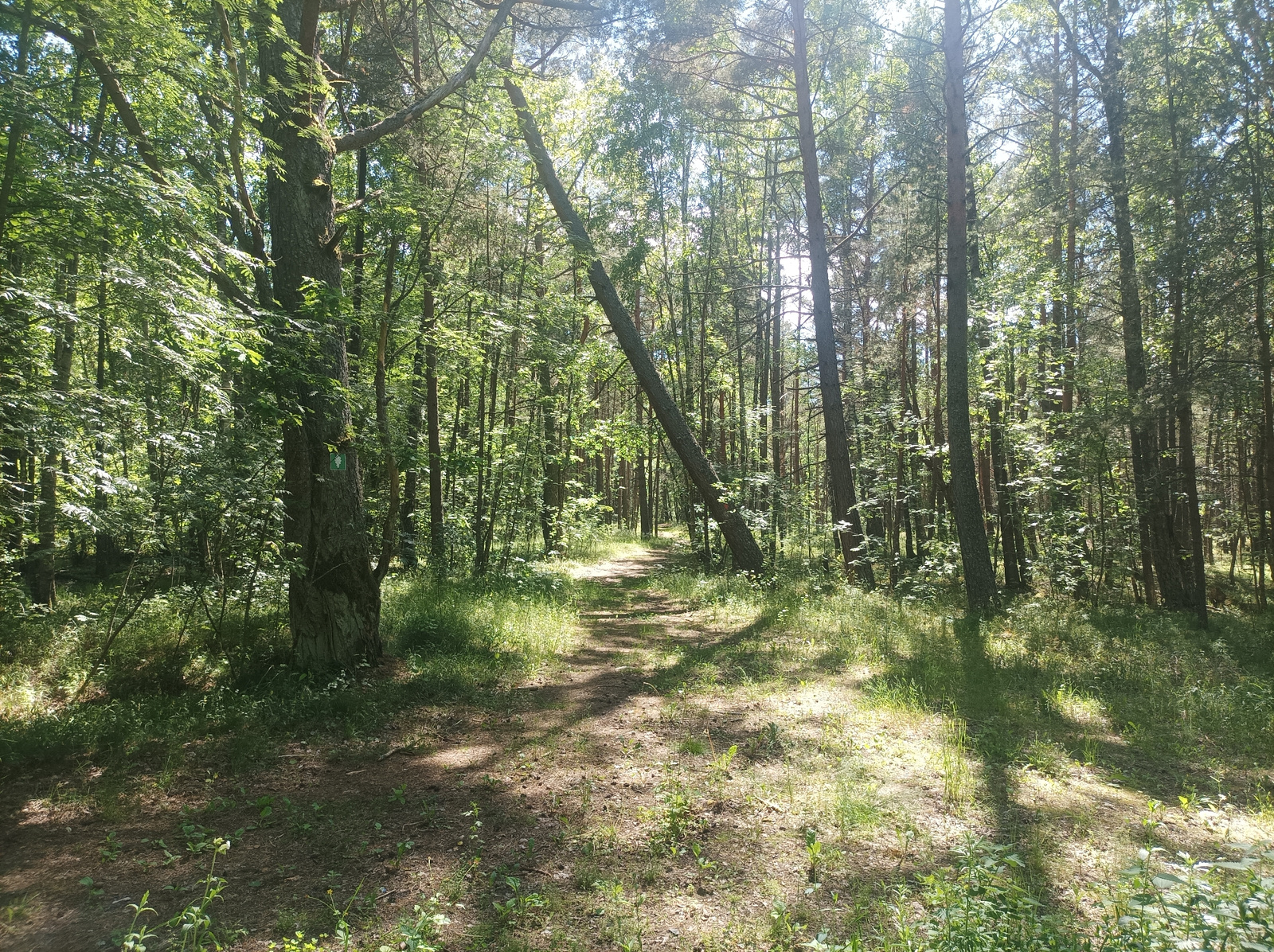 The image shows a sun-dappled forest path winding through a pine forest. The path is made of dirt and scattered pine needles, and it is bordered by lush green grass and small plants. Sunlight filters through the canopy of tall pine trees, casting shadows on the path. In the foreground, a large tree trunk stands to the left, its bark rough and textured. A small green marker with a white symbol is attached to this tree. Further down the path, a tree leans at a significant angle across the trail. The environment appears to be a natural woodland area, typical of the forests found in Carnikava, Latvia, a location known for its extensive natural landscapes, including forests and coastal areas.