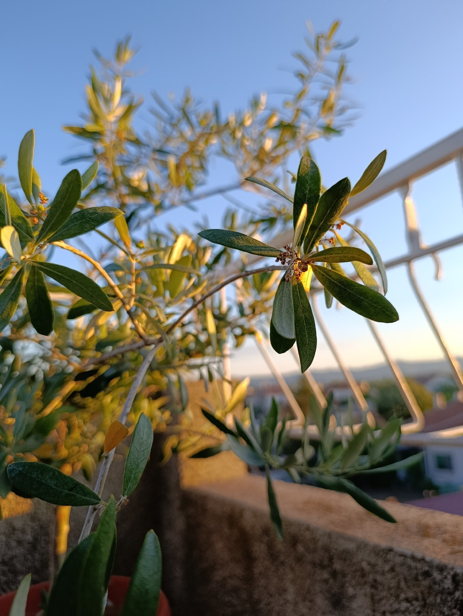The image depicts an olive branch with small green leaves and tiny orange blossoms in the foreground, set against a clear blue sky. In the background, a white metal railing is visible, along with a blurred view of rooftops and distant hills. The lighting suggests it is either sunrise or sunset, casting a warm glow on the scene. This image was taken in Svilengrad, Bulgaria. There are no people or animals present in the image. The focus is on the olive plant and its surroundings.