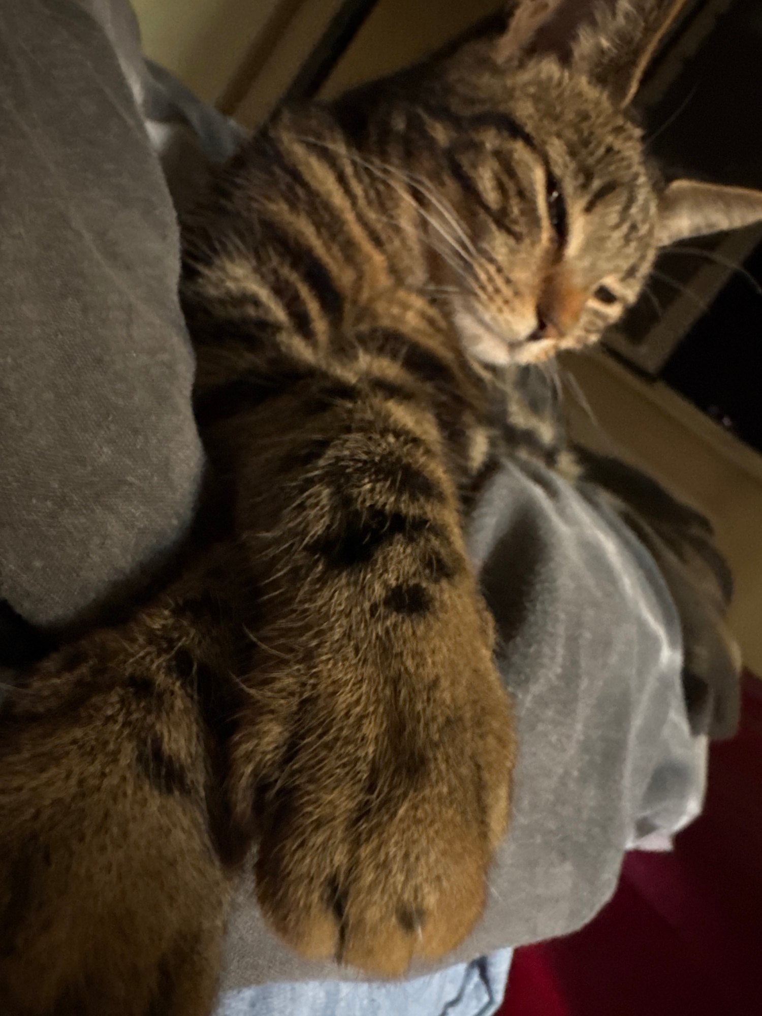 A close-up, low-angle shot shows a tabby cat resting on a pile of gray fabric. The cat's fur is a mix of brown, black, and tan stripes, and its eyes are partially closed. One of the cat's paws is extended towards the camera, showing its claws. The fabric appears to be a blanket or comforter, and it is draped over an unseen surface. The background is dark and out of focus, with hints of a wooden surface and possibly a window. The scene is indoors, with soft, warm lighting that highlights the cat's fur. The location of Desborough, United Kingdom, is not visually discernible from the image.