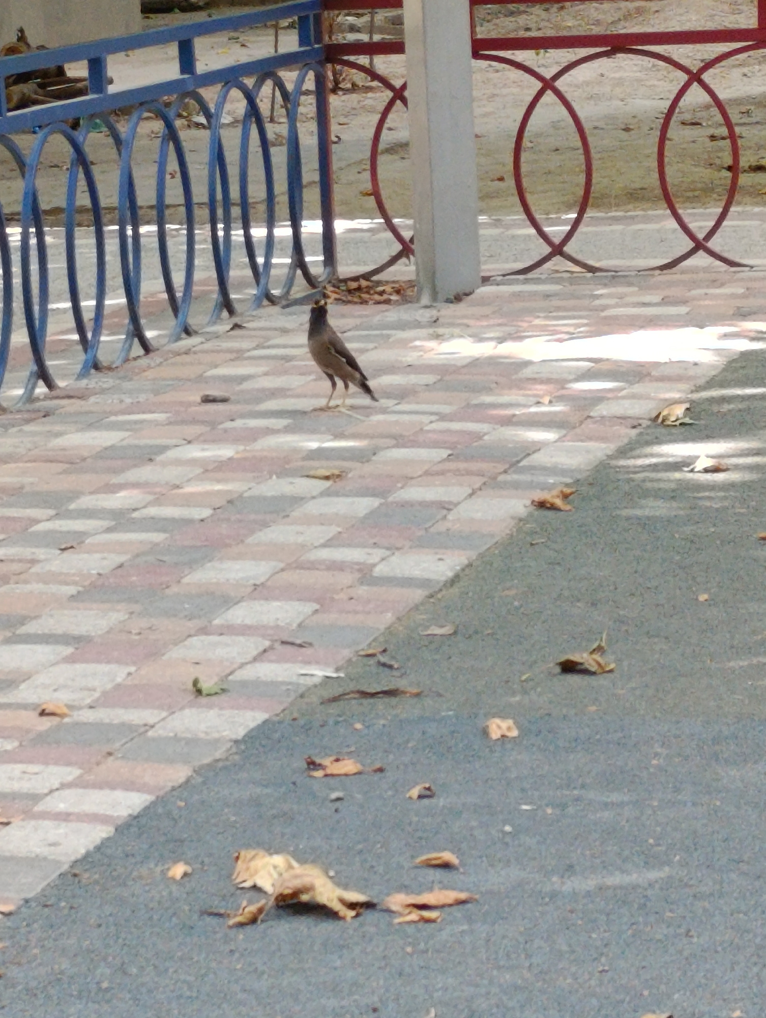 A bird stands on a checkerboard-patterned paved walkway adjacent to a darker asphalt surface. The walkway is composed of square tiles in shades of pink, gray, and white. The asphalt area in the foreground is scattered with dried leaves. Behind the walkway, a blue metal railing with vertical posts and arched openings is visible. Further back, a red metal railing with interlocking circular elements and a light-colored concrete pillar are present. The environment appears to be an outdoor public space. The image is captured during daylight.