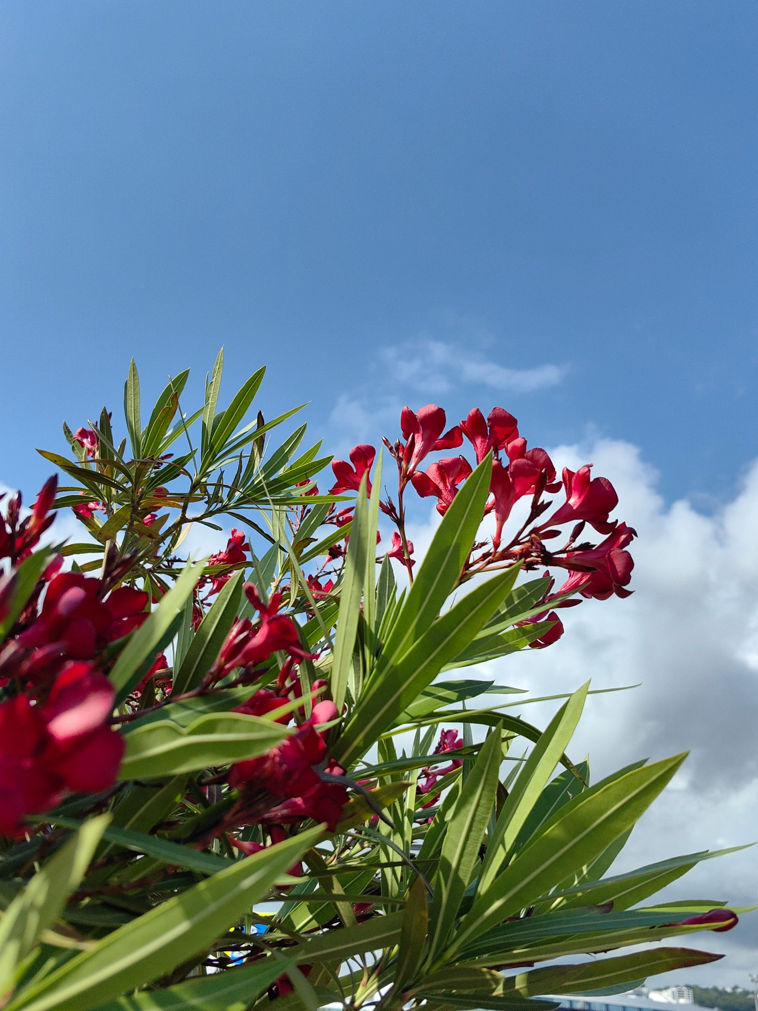 A close-up, low-angle shot captures a cluster of vibrant red oleander flowers and their long, slender green leaves against a bright blue sky dotted with white clouds. The foreground is dominated by the lush foliage and blooming flowers, with some of the blossoms appearing slightly out of focus. The background reveals a vast expanse of clear blue sky with scattered fluffy white clouds, suggesting an outdoor setting under good weather conditions. The image provides no information about the city of Sirius, Russia, or any people or specific actions taking place.