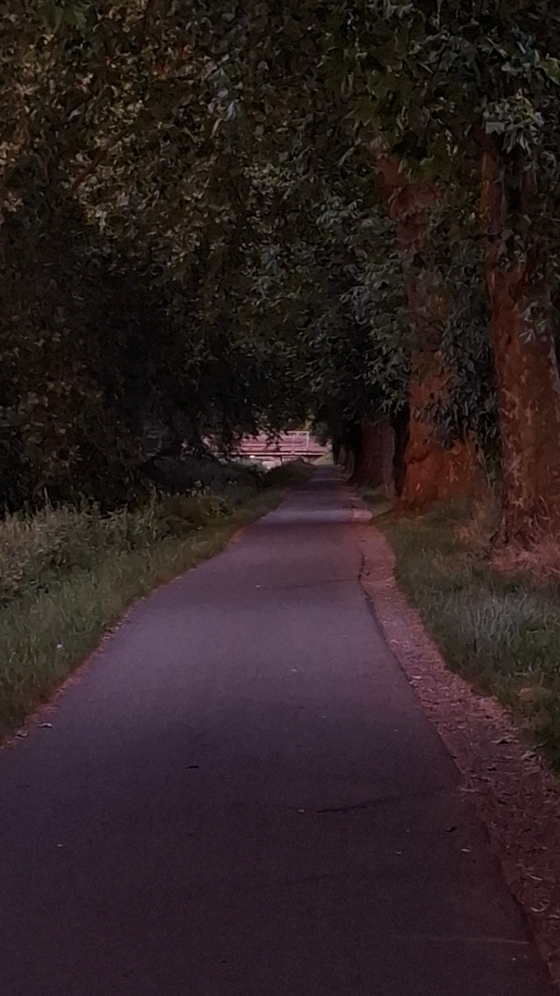 The image depicts a paved path lined with trees and vegetation, leading towards a distant structure that appears to be a bridge or overpass. The lighting suggests it is either early morning or late evening, casting long shadows and creating a subdued color palette with deep greens, browns, and purples. The path is empty of people. The trees on either side form a canopy overhead, dappling the path with shade. The vegetation along the sides of the path appears to be grass and other low-lying plants. The overall impression is one of a quiet, natural setting within an urban environment. This scene is consistent with many of the tree-lined paths found along the canals and parks within the city of Strasbourg, France.