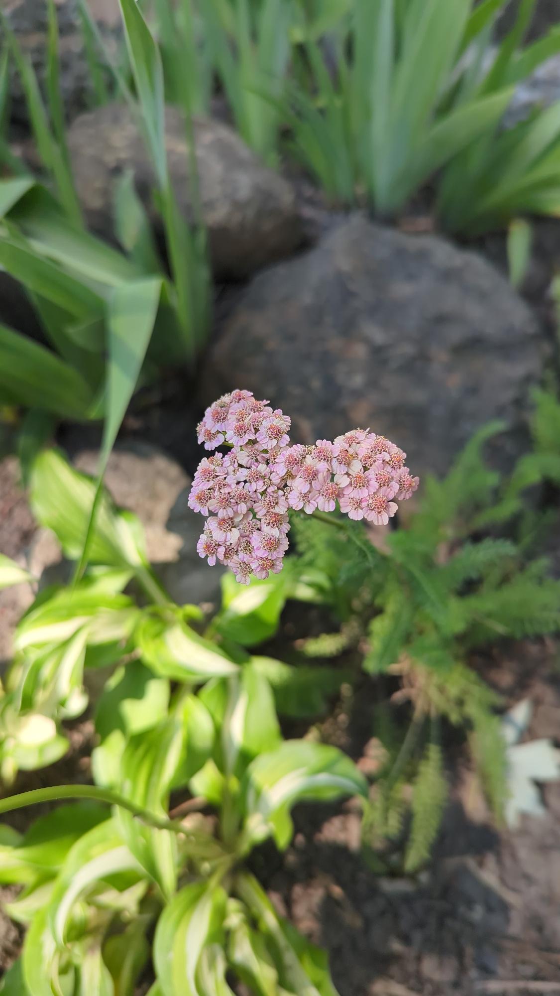 This close-up, high-angle shot features a cluster of small, light pink flowers in the center, arranged in a roughly phallic shape. The flowers are delicate and appear to be in full bloom, with visible stamens. They are surrounded by lush green foliage, including long, sword-like leaves to the left and variegated hosta leaves to the right, with stripes of white and green. A large, dark grey rock is visible behind the flowers and to the left, partially obscured by the green leaves. The background consists of dark soil and more greenery, suggesting an outdoor garden setting. The lighting indicates it is daytime, with sunlight casting shadows and highlighting the textures of the plants and rock. The scene appears to be a peaceful, natural environment, likely a garden in Montreal, Canada, given the location context. There is no text visible in the image, and no people or specific activities are depicted. The focus is entirely on the natural elements of the garden.