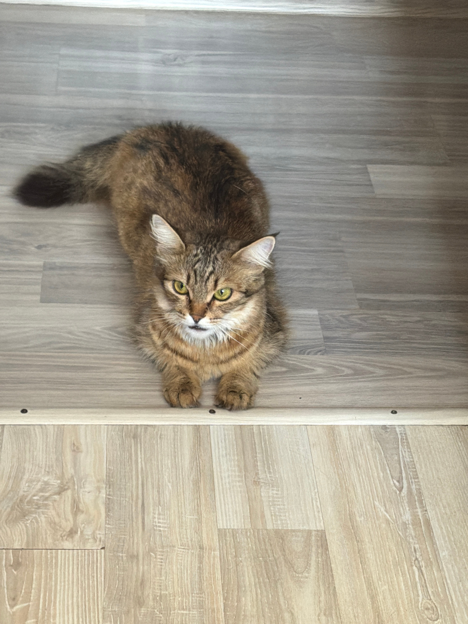 An overhead, full shot captures a medium-haired tabby cat lying on a light gray, wood-grain floor. The cat is positioned with its body extended away from the viewer, facing towards the camera. Its fur is a mix of brown, black, and tan, with distinct tabby markings. The cat has bright green eyes, a white patch of fur on its chest, and white fur around its muzzle. Its ears are pointed, and it appears to be looking directly at the camera with a calm expression. The cat's tail is curled slightly around its hindquarters. The floor appears to be laminate or a similar material, with visible wood grain patterns. A transition strip, possibly a threshold, separates this floor from another area with a lighter, beige wood-grain floor that is in the foreground of the image. The lighting is even, suggesting an indoor environment, and there are no other objects or people visible in the scene. The context of the location within the city of Unknown, Unknown is not discernible from the image itself.