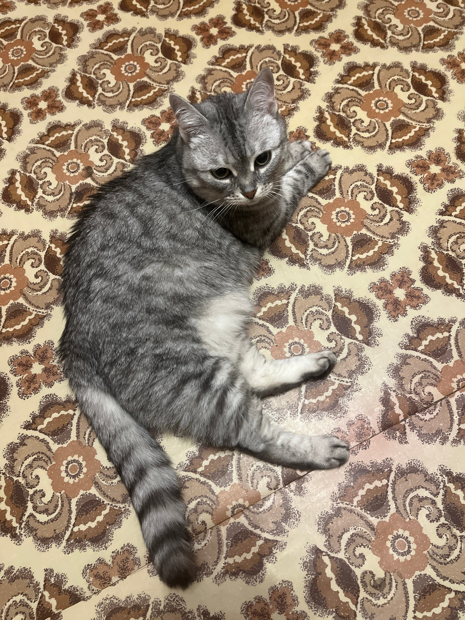 A grey tabby cat is lying on a patterned surface. The cat is facing the right side of the frame, with its head turned towards the viewer. Its fur is striped with darker grey and white. The surface the cat is lying on has a repeating floral pattern in shades of brown, beige, and orange. The image was taken indoors. There is no information to determine the location in Kyiv, Ukraine.