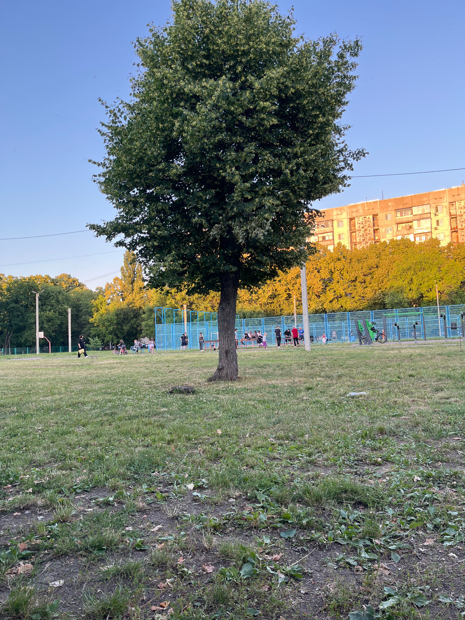A medium shot captures a park-like setting with a large tree dominating the foreground, its branches reaching towards a clear blue sky. To the right of the tree, a cluster of people are visible, some on bicycles and others standing or sitting near a blue-fenced area that appears to be a sports court. In the background, a tall, multi-story apartment building looms over a row of trees bathed in the warm glow of what seems to be late afternoon or early evening sunlight. The ground in the foreground is covered in grass, with patches of bare earth and scattered leaves, suggesting a natural or slightly unkempt urban green space. A single person in black is walking across the lawn to the left of the frame, and a basketball hoop is visible in the distance on the far left.