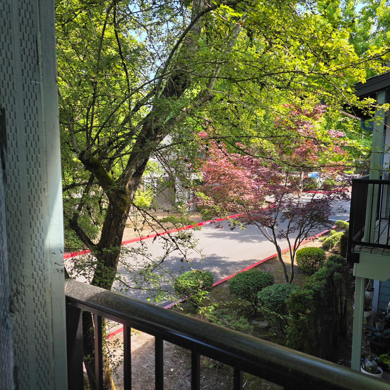 A high-angle shot captures a view from a balcony overlooking a tree-lined street. The foreground is dominated by the railing and vertical siding of the balcony. Beyond the railing, a large deciduous tree with bright green leaves occupies the left side of the frame, its branches extending upwards and partially obscuring the sky. To the right of this tree, a Japanese maple with vibrant red and pink foliage stands out against the greenery.
The street below is asphalt and bordered by a continuous red line painted on the asphalt. Several well-maintained, rounded evergreen bushes are scattered along the edge of the street, interspersed with taller, slender evergreen shrubs. In the distance, a light-colored building with a dark roof is visible through the trees. The scene appears to be an outdoor residential area, possibly an apartment complex, given the presence of balconies and manicured landscaping. The lighting suggests it is daytime, with sunlight filtering through the leaves, creating dappled shadows on the ground. No people are visible in the image.