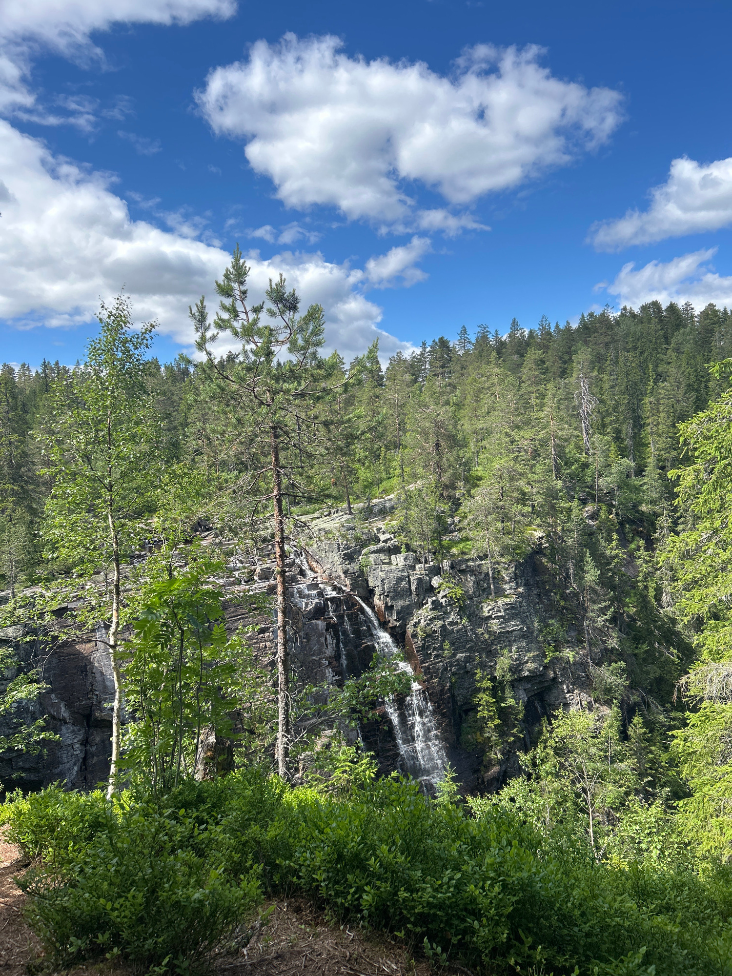 The image displays a natural landscape with a forest, a waterfall, and a bright blue sky filled with white clouds. The scene is oriented vertically, with the sky occupying the left portion of the frame and the forest and rocky cliff face on the right.
The forest is dense with evergreen trees, their green needles creating a lush canopy. Scattered among the trees are some deciduous trees with lighter green foliage, suggesting a mix of species. A rocky cliff face runs through the middle of the image, interspersed with greenery. At the top of the cliff, a waterfall cascades down the rocks, its water appearing white and frothy as it falls. The rocks themselves are dark gray and appear rugged and textured.
In the foreground on the right, there is a dense growth of green bushes and smaller trees, partially obscuring the lower section of the cliff. A few bare branches from trees are visible, some spanning across the frame.
The sky is a vibrant blue, with puffy white clouds scattered across it. The lighting suggests it is daytime, likely late morning or early afternoon, given the brightness and the shadows cast by the trees. The overall atmosphere is serene and picturesque, highlighting the beauty of a natural, wild environment. There is no visible text in the image.
