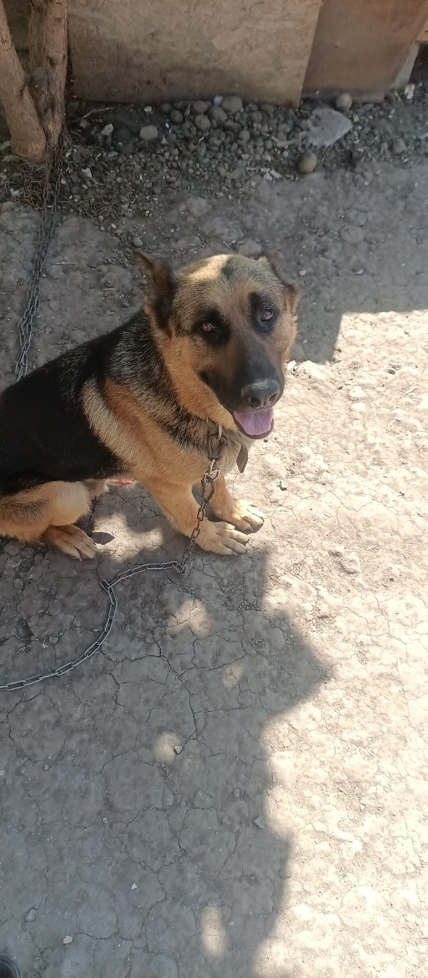 The image shows a German Shepherd dog sitting on cracked concrete ground. The dog has black and tan fur, is wearing a chain leash and collar, and is panting with its tongue out. In the background, there are some rough stones, tree trunks, and what appears to be a wooden fence or structure. The scene is outdoors and appears to be in a rural or unpaved area. The lighting suggests it is daytime, with sunlight casting shadows on the ground. There is no indication of the specific location within the city of Kherson, Ukraine.