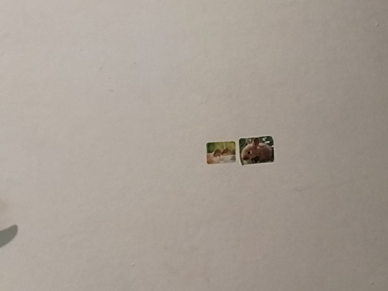 Two small, rectangular holes are visible on a plain, light-colored wall. Inside the left hole, a partial image of what appears to be a small, brown animal, possibly a rabbit or rodent, is visible, with foliage in the background. The right hole contains a more distinct image of a small, brown rabbit with its head turned to the left, set against a backdrop of green foliage. Both images are printed on what seems to be paper or cardstock.