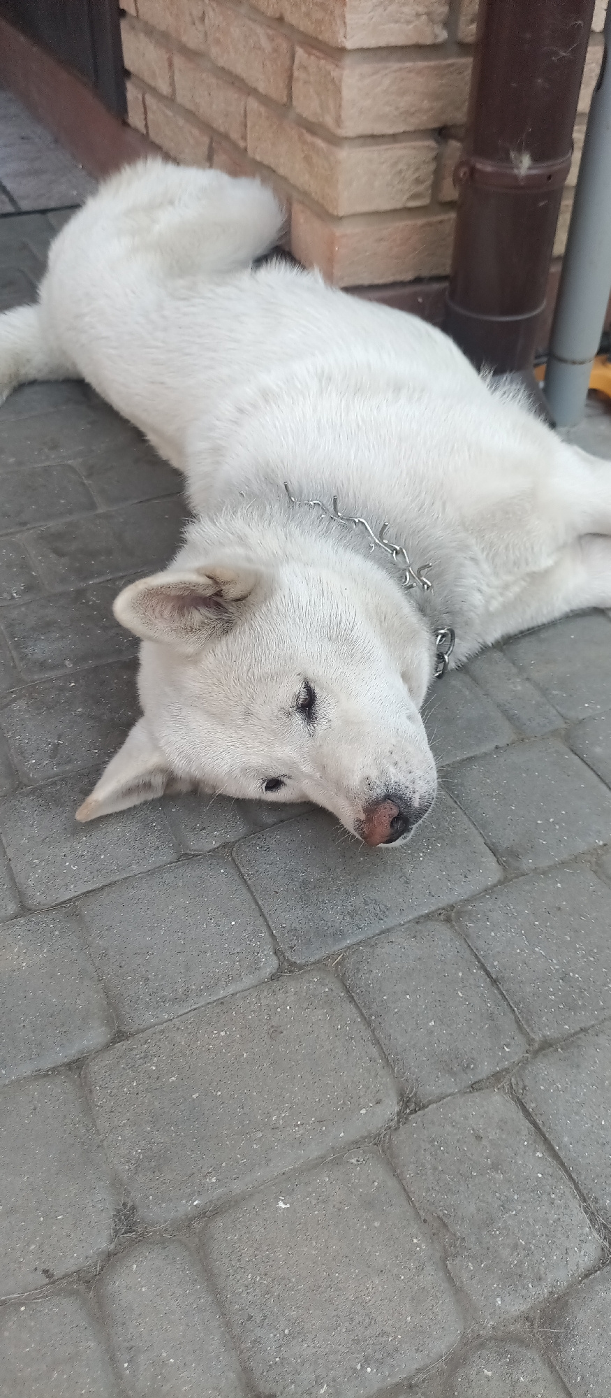 A white dog with a silver spiked collar is lying on its side on a grey paved surface. The dog's head is resting on the ground, and its eyes are closed. The dog's fur is thick and fluffy. In the background, a brick wall and a brown downspout are visible. The scene appears to be outdoors in a city setting, possibly in Kherson, Ukraine, given the context. The paved surface is made of rectangular bricks.