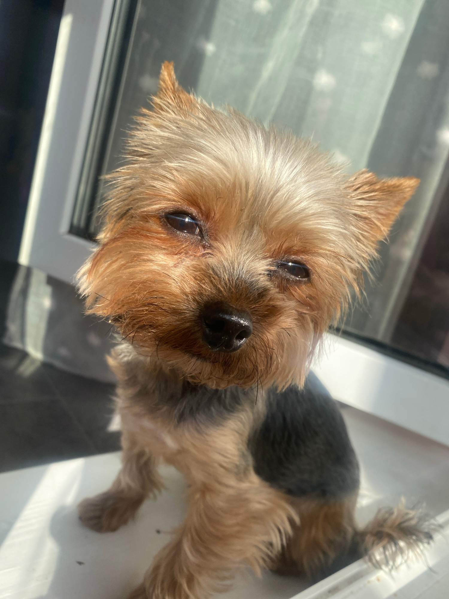 A Yorkshire Terrier sits on a white surface, possibly a windowsill, with sunlight streaming in from the left, casting shadows. The dog is looking towards the camera with its head slightly tilted. The background shows a window with sheer curtains and what appears to be a building exterior. The image is an indoor scene, and there is no indication of its location in the city of Hrodna, Belarus.