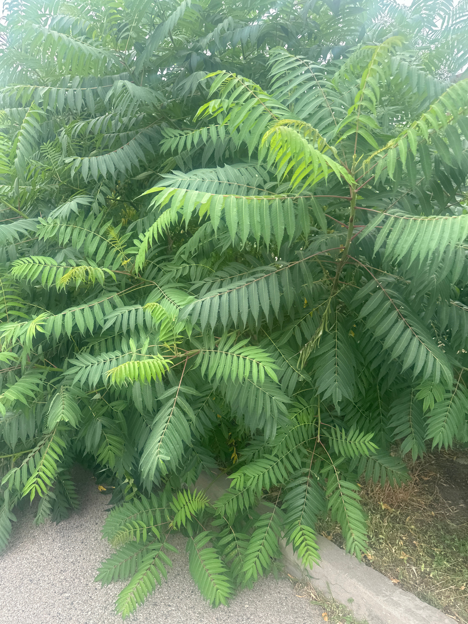 The image shows a dense green tree with compound leaves, possibly a sumac or tree-of-heaven, growing outdoors. The tree's branches are laden with numerous long, serrated leaflets that are a vibrant green, with some lighter green new growth visible. The foliage is so thick it obscures much of the background.
In the lower portion of the image, a textured grey paved surface, possibly asphalt or gravel, is visible on the left. To the right of the paving, a concrete curb runs along the edge of the scene, bordering dry grass and soil on the far right. The lighting suggests it is daytime, with soft diffused light.
The scene appears to be in a public outdoor area, likely a roadside or park, given the presence of the paved path and curb. The specific location in Almaty, Kazakhstan, is not discernible from the visual cues in the image itself. There are no people or animals present. The focus is entirely on the foliage of the tree and its immediate surroundings.