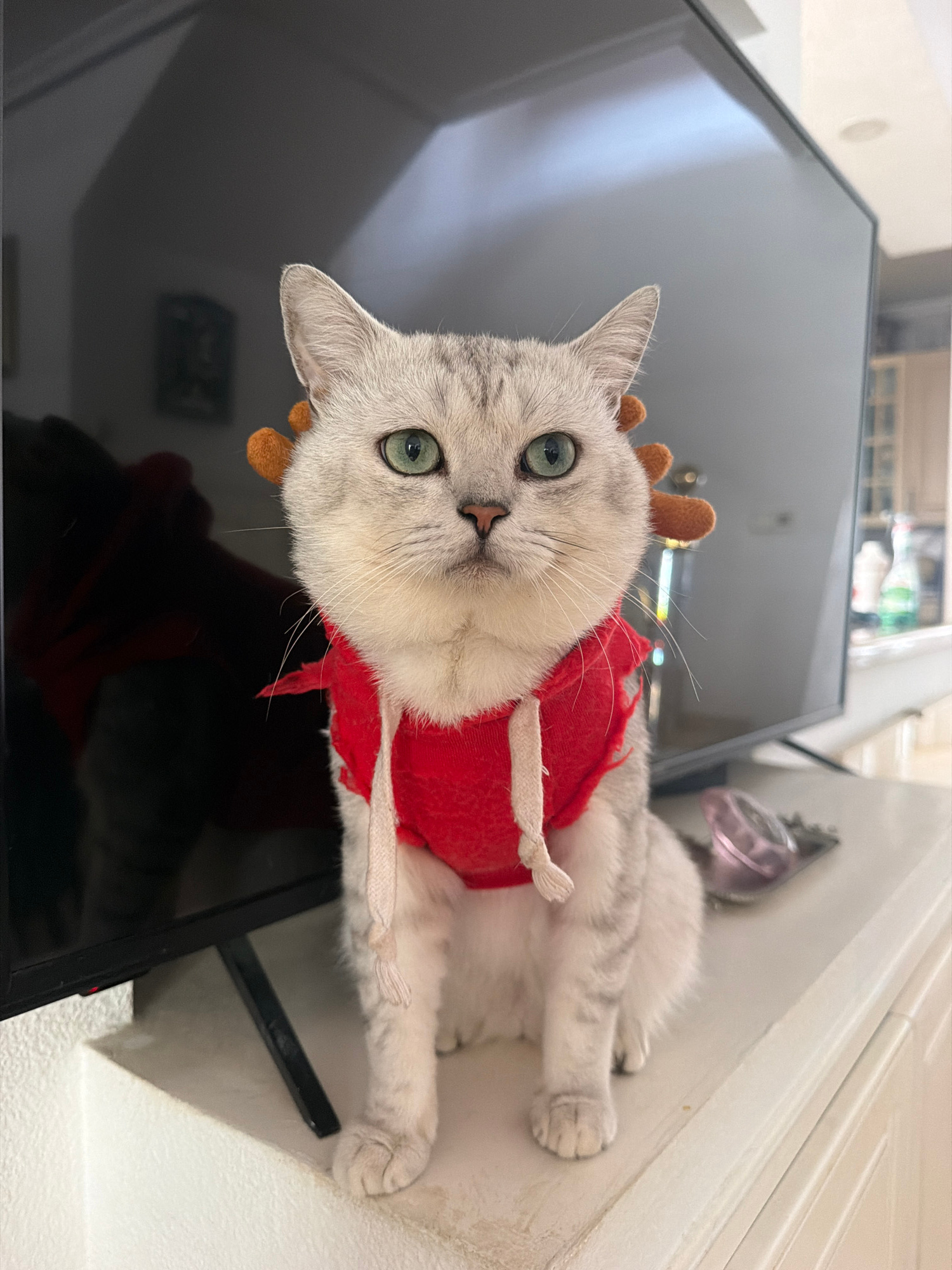 This image features a light-colored cat adorned with a red Christmas-themed cape and brown reindeer antlers. The cat is lying on its side on a dark, reflective surface, which appears to be a television screen. Its eyes are a striking green, and it looks directly at the camera with a neutral expression. The background is out of focus, but hints of a room interior are visible, including what looks like another television or a dark surface to the left, and a white wall with a subtle molding to the right. There is also a glimpse of a light-colored object with a pinkish tint behind the cat. The overall lighting suggests an indoor setting, possibly during the day due to the ambient light. The image is oriented in landscape mode, with the cat's head on the left and its body extending towards the right. The focus is primarily on the cat, highlighting its festive attire and facial features.