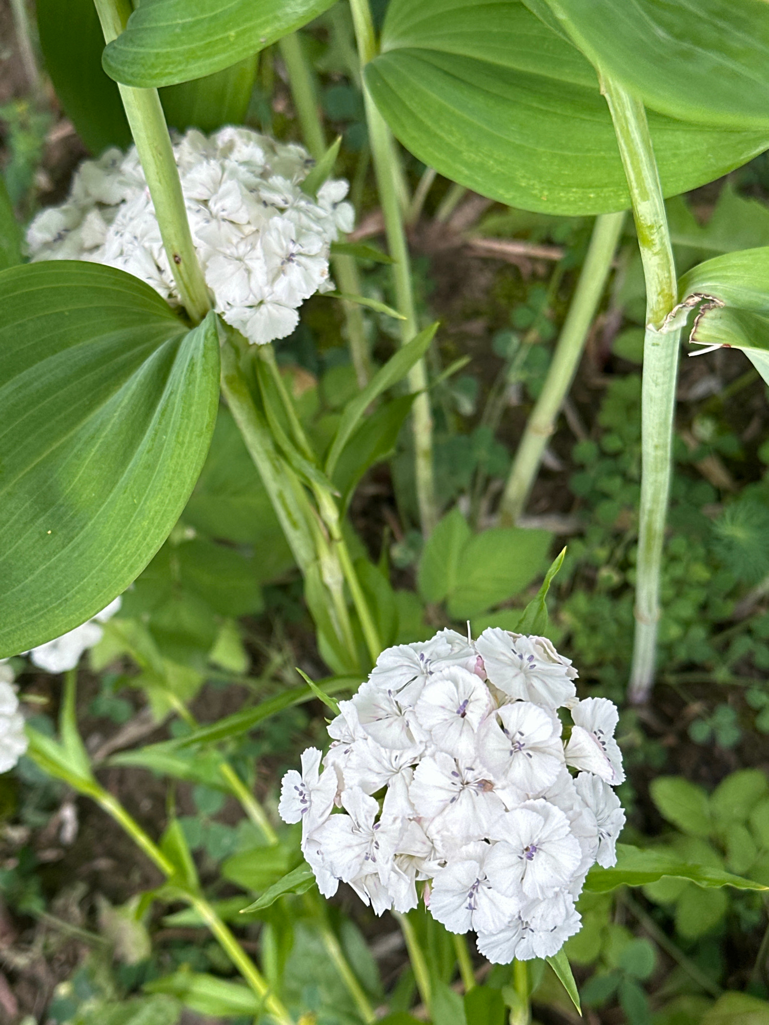 A close-up, high-angle shot captures a cluster of small, white flowers with purple centers, likely Sweet William (Dianthus barbatus), blooming in the foreground. These flowers are set against a backdrop of lush green foliage and thick, pale green stems. The image appears to be taken outdoors, possibly in a garden. The overall lighting suggests it is daytime, with natural light illuminating the scene. The focus is sharp on the flowers in the foreground, with the background showing a softer, more diffused view of the surrounding plants. The environment appears natural and somewhat wild, with visible veins on the large green leaves and a slightly blurred, earthy ground cover. There are no people or animals visible in the frame. The setting is likely a garden or park, given the cultivated appearance of the flowers and the organized growth of the plants. There is no indication of the specific location within Podolsk, Russia, as the image only provides a botanical subject.