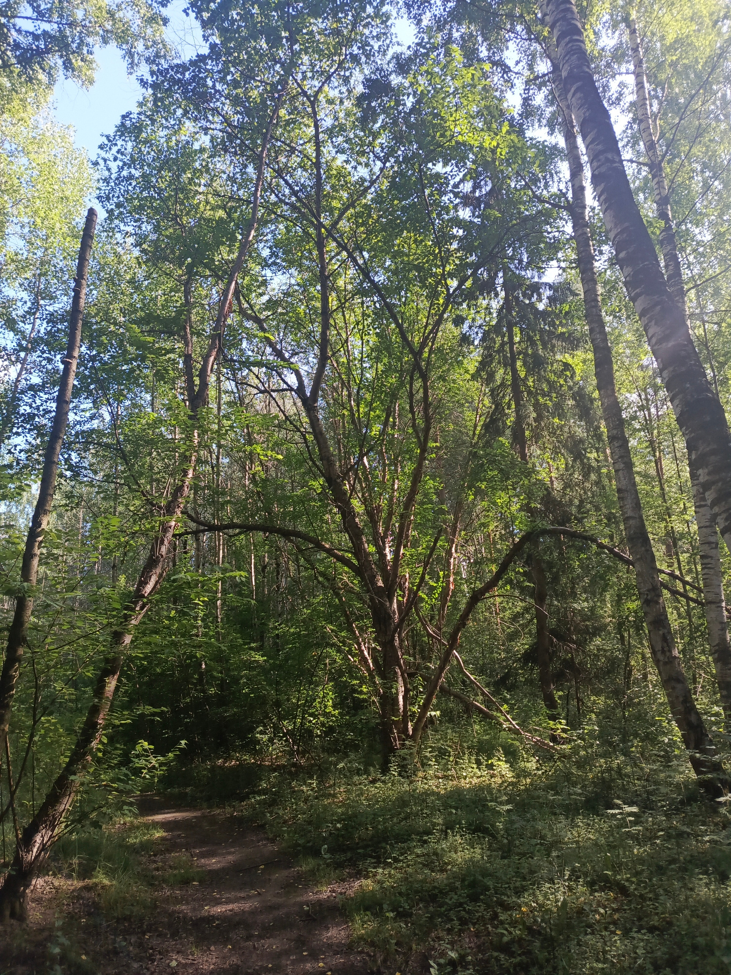 The image depicts a sun-dappled forest path winding through a dense deciduous and coniferous forest. Tall trees with green foliage dominate the scene, with some birch trees visible on the right. The ground is covered in leaf litter and undergrowth. The lighting suggests a clear day with sunlight filtering through the canopy. There are no people or man-made structures visible in the image. The location is identified as the Gorky Park in Perm, Russia, likely a natural area within the park.