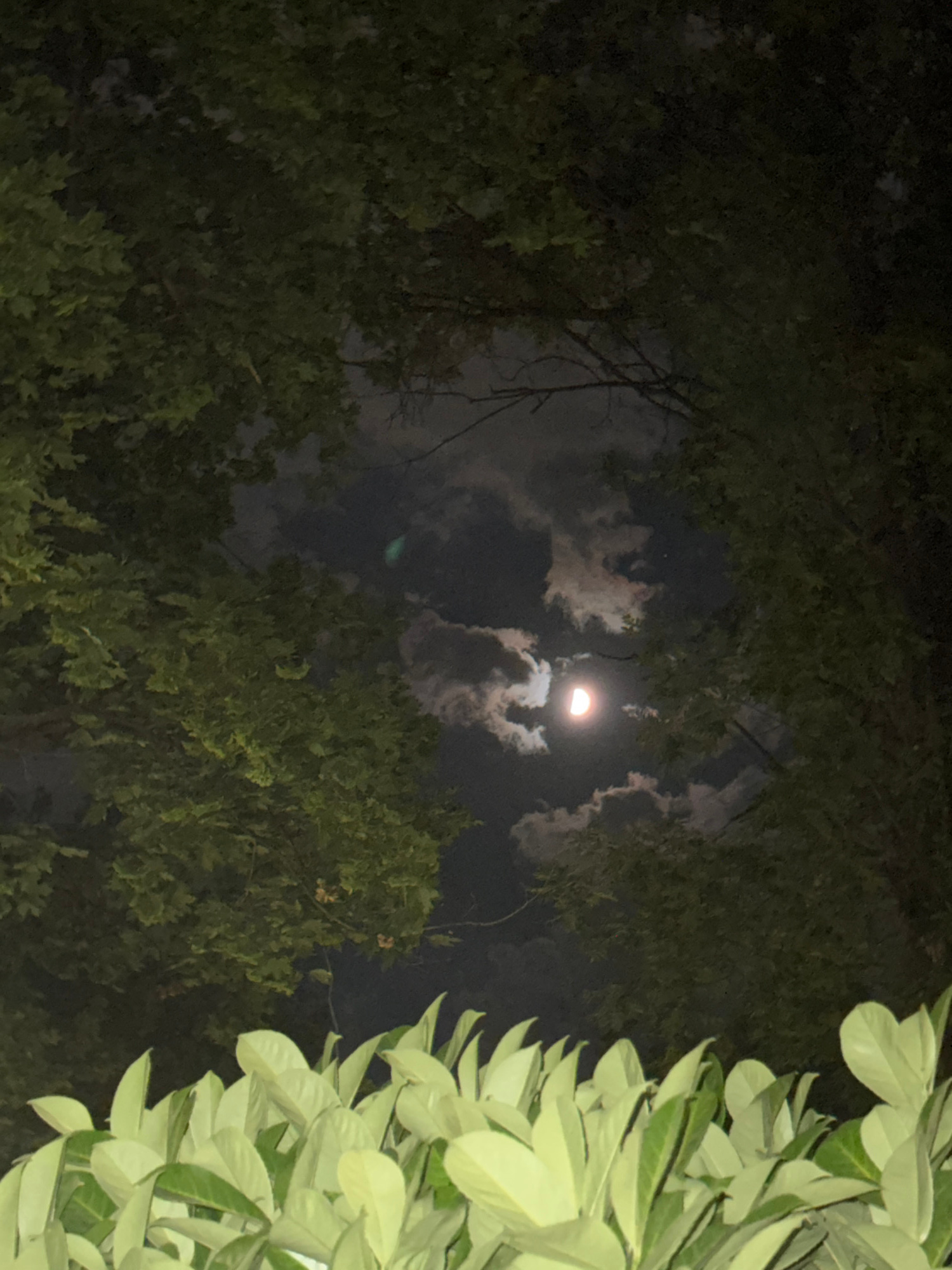A night shot captures a crescent moon partially obscured by clouds, seen through the branches of trees. The foreground is dominated by lush green foliage, likely from a bush or hedge. The image appears to be taken outdoors, possibly in a park or garden setting within the city of Plovdiv, Bulgaria. The lighting is dim, characteristic of nighttime, with the moon providing the primary light source. There are no people or visible animals in the frame.