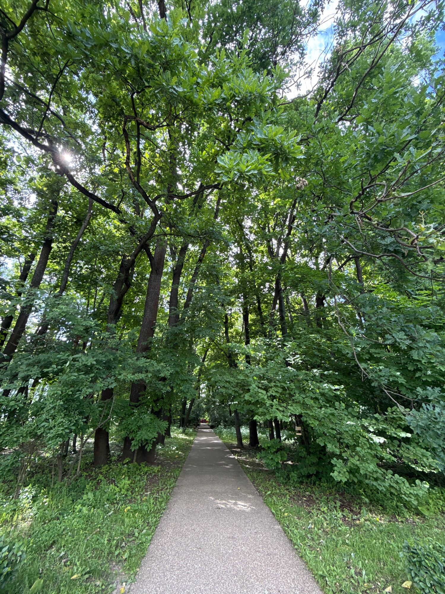 The image shows a paved path winding through a park lined with lush green trees. The path curves to the right, disappearing into the distance, bordered by thick foliage on the left and a grassy verge on the right. Sunlight filters through the dense canopy of leaves, creating dappled patterns on the path and ground. The trees are tall and mature, with spreading branches and abundant green leaves, suggesting a warm, sunny day in late spring or summer. The overall impression is one of a peaceful, shaded walkway in a natural setting, likely a park or forest within Moscow, Russia. The scene evokes a sense of tranquility and immersion in nature. There are no visible people or text in the image.