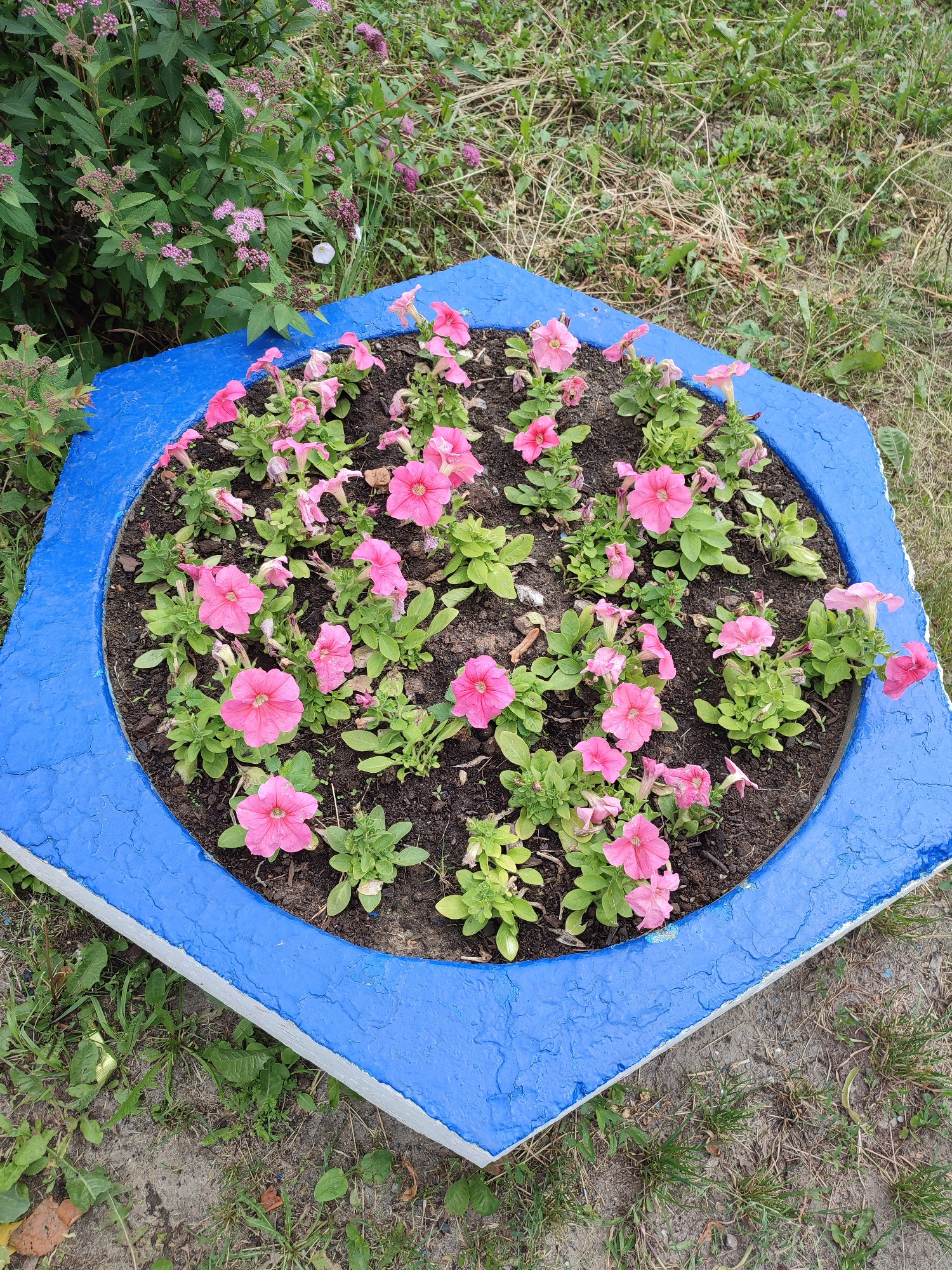 An overhead, slightly angled, medium shot shows a hexagonal concrete planter with bright blue painted edges. The planter is filled with dark soil and contains numerous pink petunias in bloom. The flowers have a trumpet shape and five petals. The planter is situated outdoors, surrounded by grass, dry leaves, and some green foliage in the background. The concrete planter appears aged, with visible cracks and wear on the blue paint. The surrounding grass is dry and patchy in some areas, with some weeds and fallen leaves scattered around. The scene depicts a section of a park or garden area.
