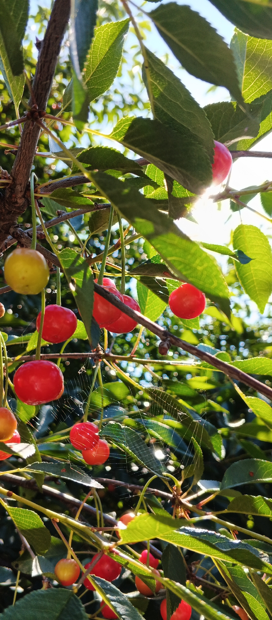 A low-angle, vertical shot captures a cherry tree branch laden with fruit, set against a backdrop of dappled sunlight and lush green foliage. The cherries, varying in ripeness from a pale yellow to a deep red, hang in clusters from thin stems. A delicate spiderweb is visible, stretching between some of the branches and fruit, catching the light. The scene appears to be outdoors, possibly in a garden or orchard, with the bright sun suggesting a clear day. The image has a shallow depth of field, with the foreground cherries and leaves in sharp focus, while the background is softly blurred. There are no people or animals present. The overall impression is one of natural beauty and tranquility.