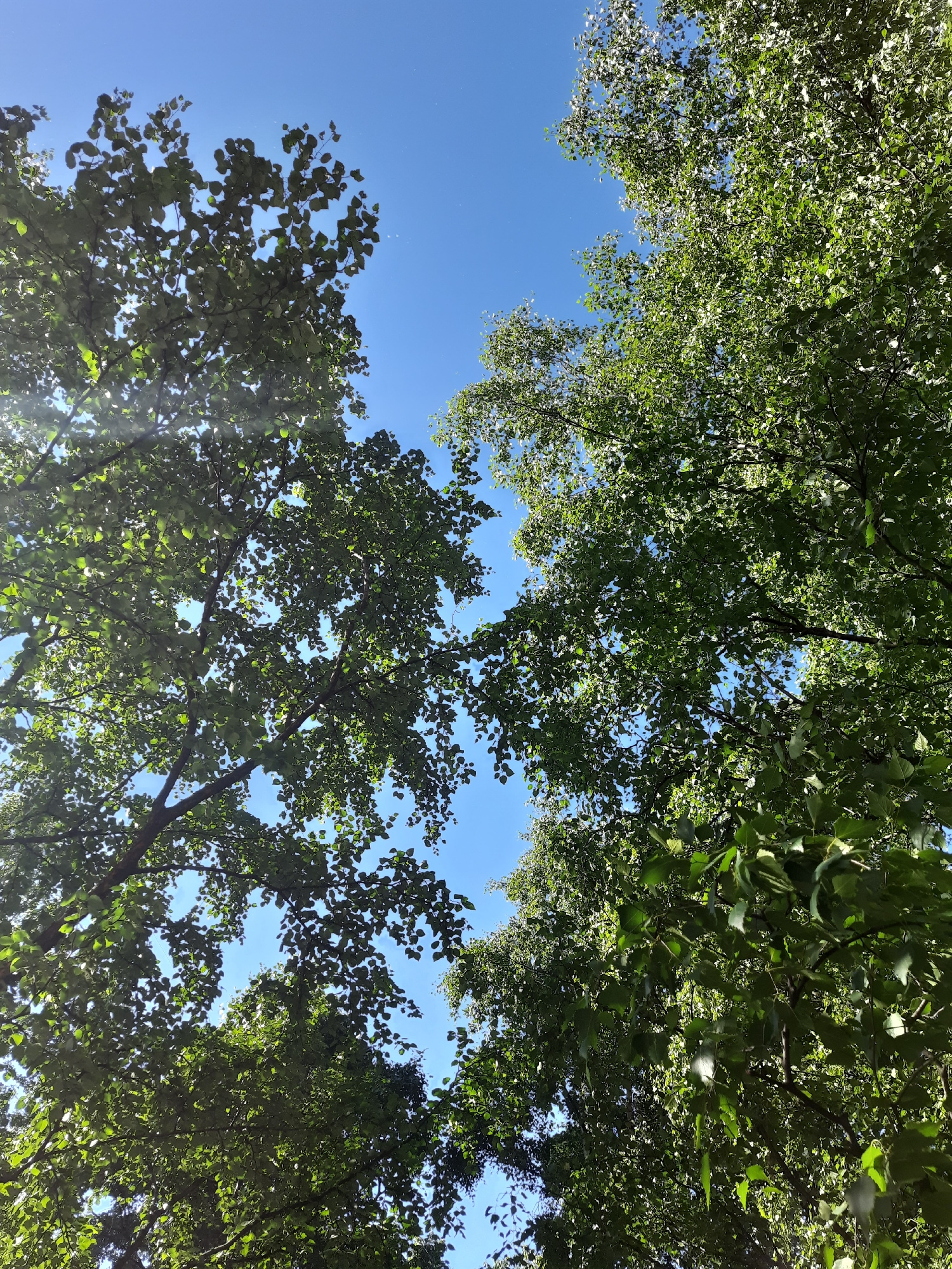 The image shows a low-angle view looking up through the canopy of deciduous trees against a clear blue sky. The trees are dense with green leaves, and sunlight filters through them, creating dappled patterns. The branches are dark and textured. The scene is generic and could be found in any park or wooded area, and there is no specific visual information to link it to Saint Petersburg, Russia. There are no people, objects, or actions depicted in the image.