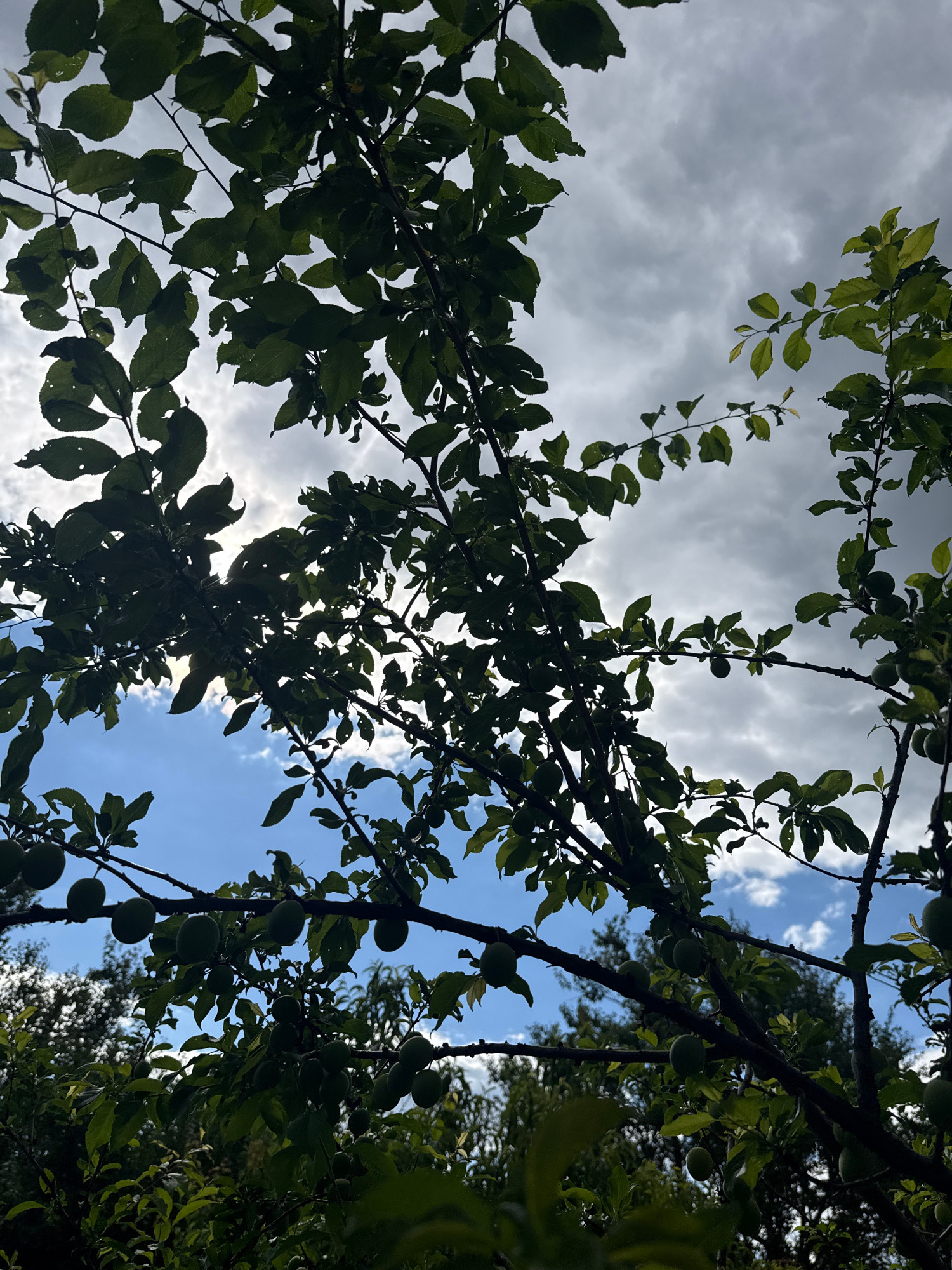 This media file captures a low-angle view looking up through the branches and dark green leaves of a fruit tree, possibly a plum or cherry tree, against a dynamic sky. The tree is laden with small, unripe green fruits, visible clustered on some of the branches. The sky is a mix of bright blue patches and heavy, overcast clouds, suggesting changeable weather conditions, possibly late morning or early afternoon given the lighting. Sunlight filters through the leaves and clouds, creating a dappled effect and backlighting some of the foliage. The leaves appear slightly tattered in places, hinting at natural weathering or insect activity. The scene evokes a sense of natural growth and the early stages of fruit development in a rural or garden setting. No people or text are visible in the image. The location context of Obukhivka, Ukraine, suggests a temperate climate typical for fruit cultivation.