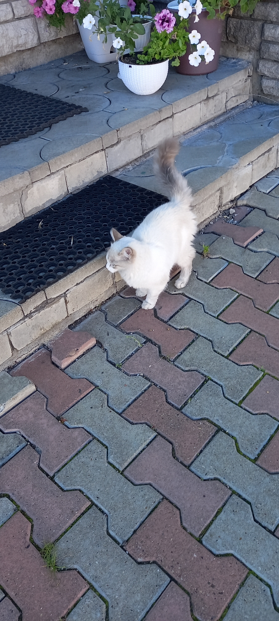A light-colored, long-haired cat with a fluffy tail stands on a patterned walkway. The walkway is made of interlocking pavers in reddish-brown and greyish-green tones. To the left of the walkway is a set of stone steps, with a black rubber mat on the second step from the bottom. Behind the steps, there are several potted plants with pink and white flowers, as well as greenery. The scene appears to be outdoors, likely in a residential area. The image does not contain any information or context to suggest a specific city or location such as Andzhero-Sudzhensk, Russia.