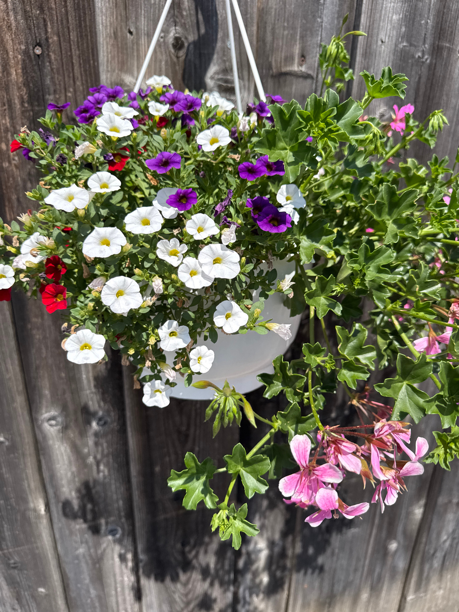 A high-angle shot captures a hanging basket overflowing with vibrant flowers, set against a weathered wooden wall. The basket, made of white plastic, is suspended by white wires. It is filled with a mix of petunias and geraniums, displaying a spectrum of colors including white, purple, pink, and red. Some of the petunias are a deep, rich purple, while others are a bright white with yellow centers. Clusters of delicate pink geraniums bloom at the top, their petals tinged with white. The wooden wall behind the basket has a rustic appearance, with visible knots and grain patterns, suggesting an outdoor setting. The sunlight casts shadows from the flowers and leaves onto the wall, indicating it is likely daytime and a sunny day. The overall scene conveys a sense of natural beauty and peaceful outdoor ambiance, possibly a garden or patio in Höhenkirchen-Siegertsbrunn, Germany. There is no visible text in the image.