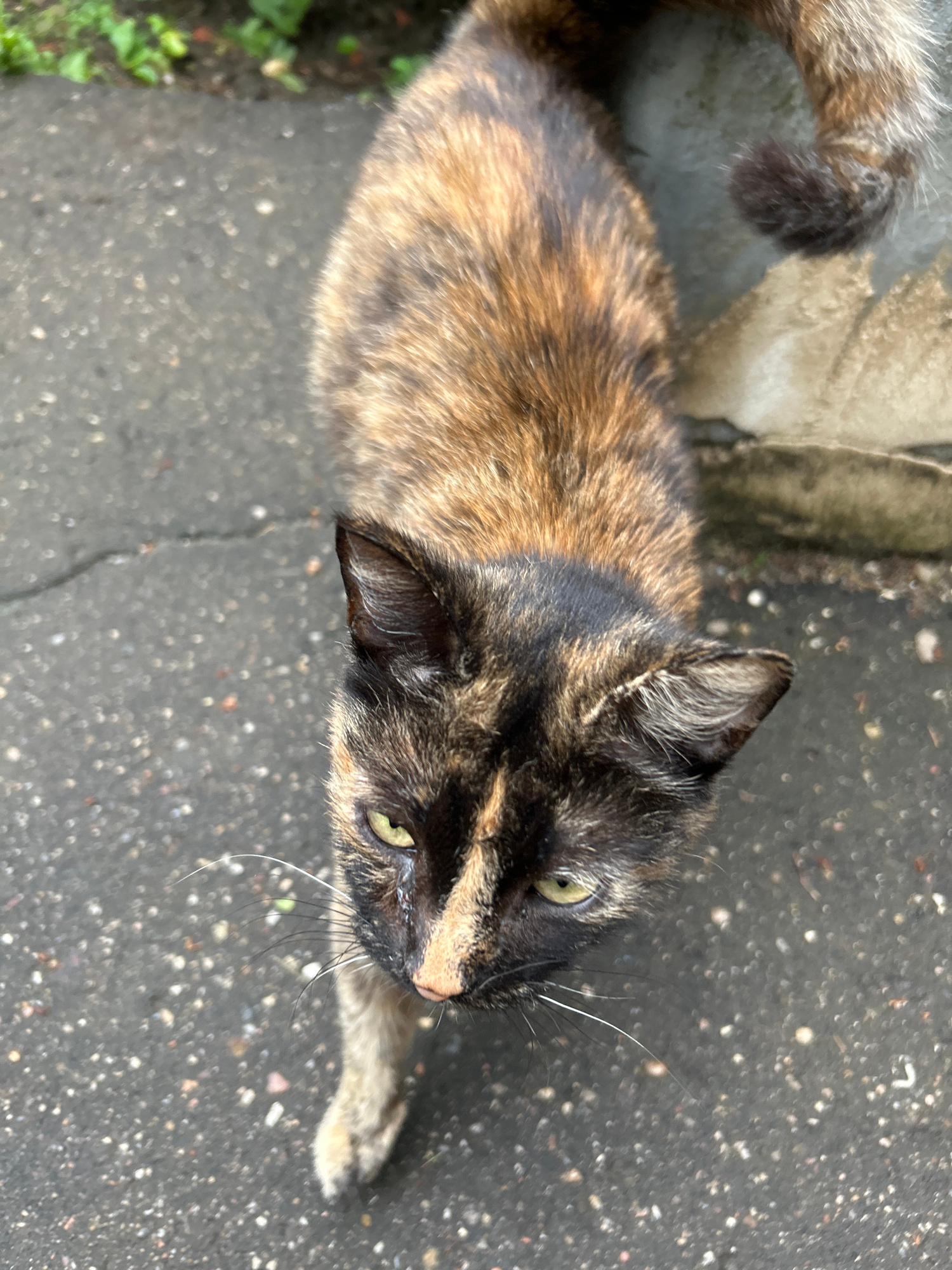 A tortoiseshell cat is captured from a high-angle, overhead perspective on an asphalt surface in Ivanteyevka, Russia. The cat, with its mottled brown, black, and tan fur, is positioned in the center of the frame, facing downwards and slightly to the left. Its left eye is clearly visible, appearing greenish-yellow. A single white whisker extends to the left. The asphalt ground has visible cracks and is speckled with small white and red particles. To the right of the cat, a light-colored, textured surface, possibly concrete or stone, is partially visible. In the background, out of focus, is a strip of green vegetation. The lighting suggests it is daytime.