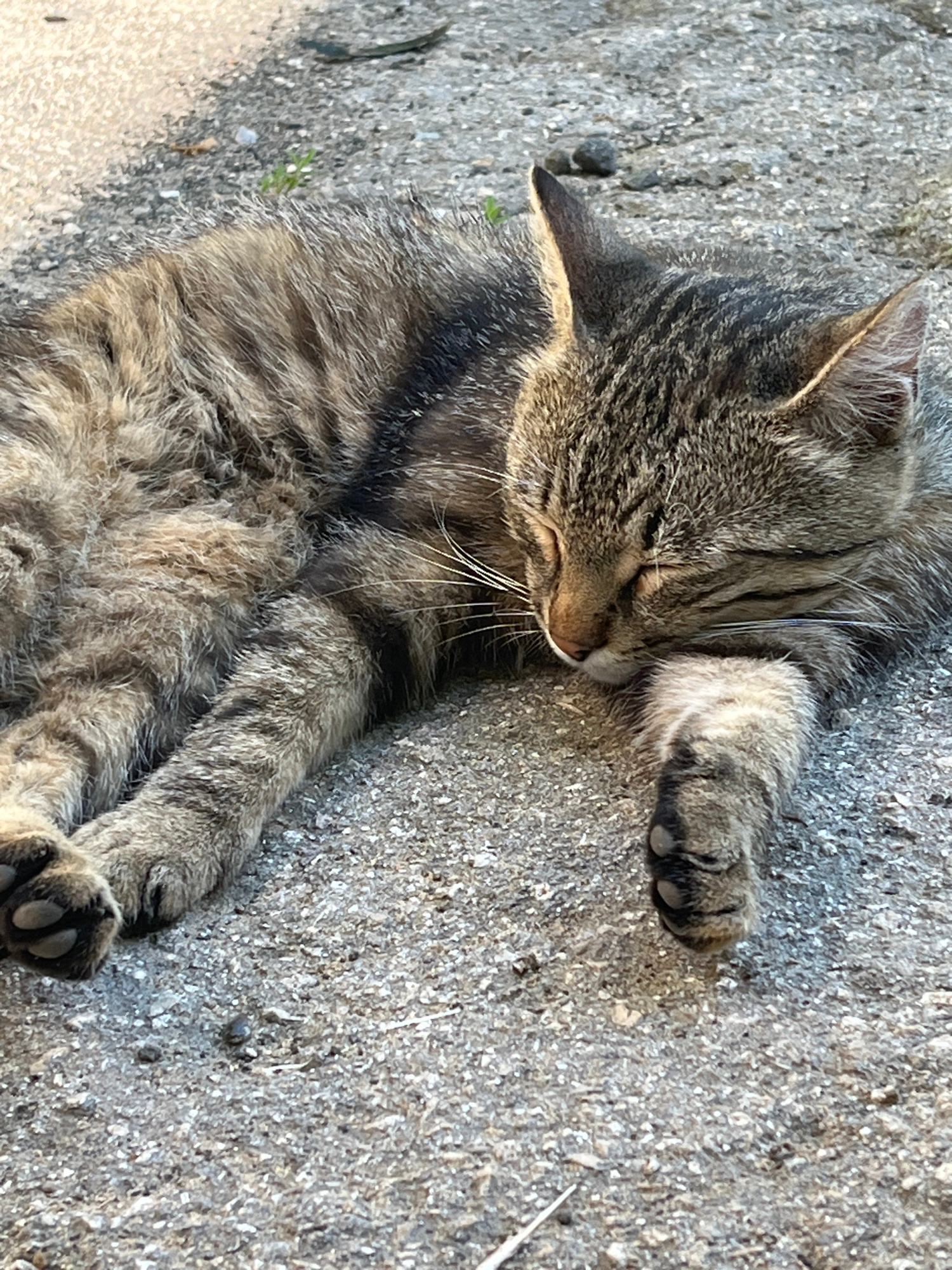 A tabby cat is sleeping on a textured gray surface, possibly asphalt or concrete, which is common in urban environments like Chișinău, Moldova. The cat is lying on its side with its eyes closed and paws tucked in. The fur is a mix of brown, gray, and black stripes. The ground shows small pebbles and a hint of a lighter colored area in the upper left corner, which could be a sidewalk or road edge. There are no people or other animals visible in the frame. The lighting suggests it is daytime.