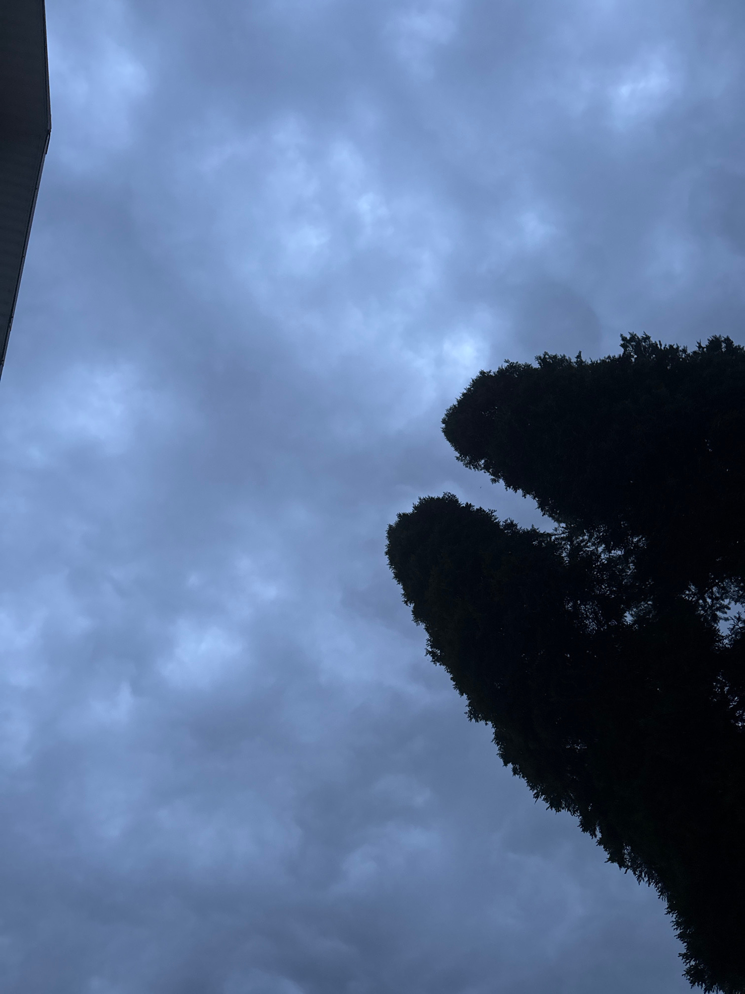 The image captures a cloudy sky with two dark, silhouetted trees in the foreground, one on the right and another slightly to its left and lower. The sky is overcast with varying shades of grey clouds. A sliver of a dark, flat structure, possibly part of a building, is visible on the far left edge of the frame. The scene is devoid of any people or visible human activity. The environment appears to be outdoors, with the dark trees suggesting a natural or semi-natural setting within a city, though the specific location in Vesyoloye, Russia, is not visually discernible from the image content itself.