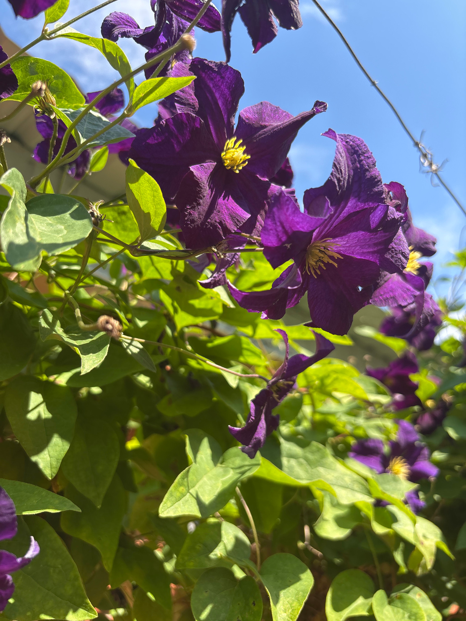 The media file shows a close-up, low-angle view of vibrant purple clematis flowers and green leaves against a bright blue sky. The flowers have prominent yellow stamens and ruffled petals, some appearing slightly wilted, suggesting late bloom or the effects of sunlight. Delicate vines and tendrils are intertwined with the foliage, some reaching upwards towards a thin wire or string that crosses the frame diagonally. The lighting indicates it is daytime, with bright sunlight casting shadows on the leaves. The scene evokes a sense of natural beauty and growth. The location context provided is Zmiiv, Ukraine. There is no visible text in the media file.