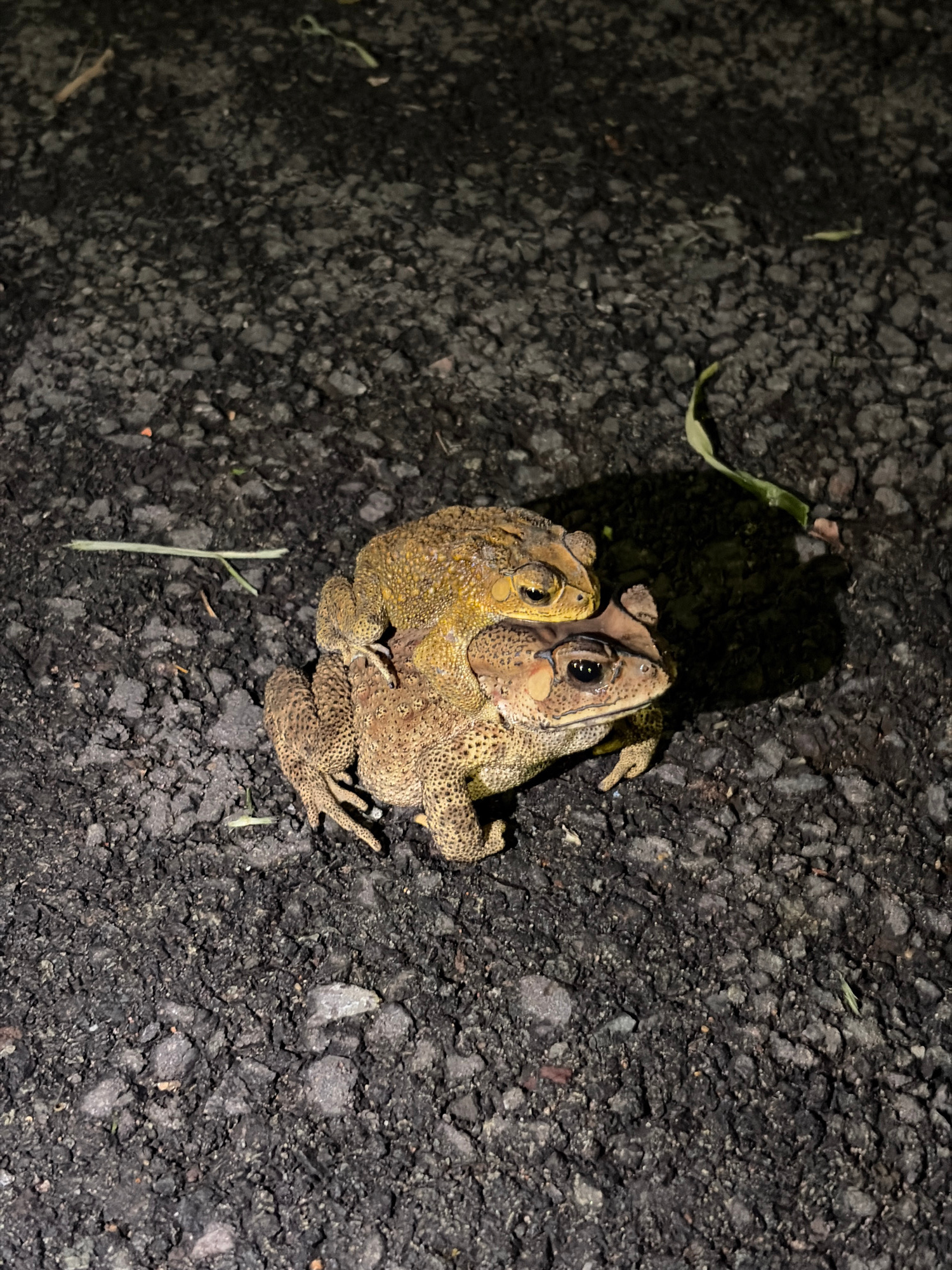 The media file shows two toads on a dark, asphalt surface. The toads are positioned close together, with one appearing to be on top of the other. Both toads have light brown, textured skin with darker speckles. They have prominent eyes and visible limbs. A few small green leaves and stems are scattered on the asphalt around them. The lighting suggests it might be nighttime, as there is a distinct shadow cast by the toads. The asphalt appears to be textured with small stones and gravel, typical of a road or pavement. The setting is outdoors, as indicated by the natural elements like leaves. The overall scene is a close-up view of the two toads in their environment.