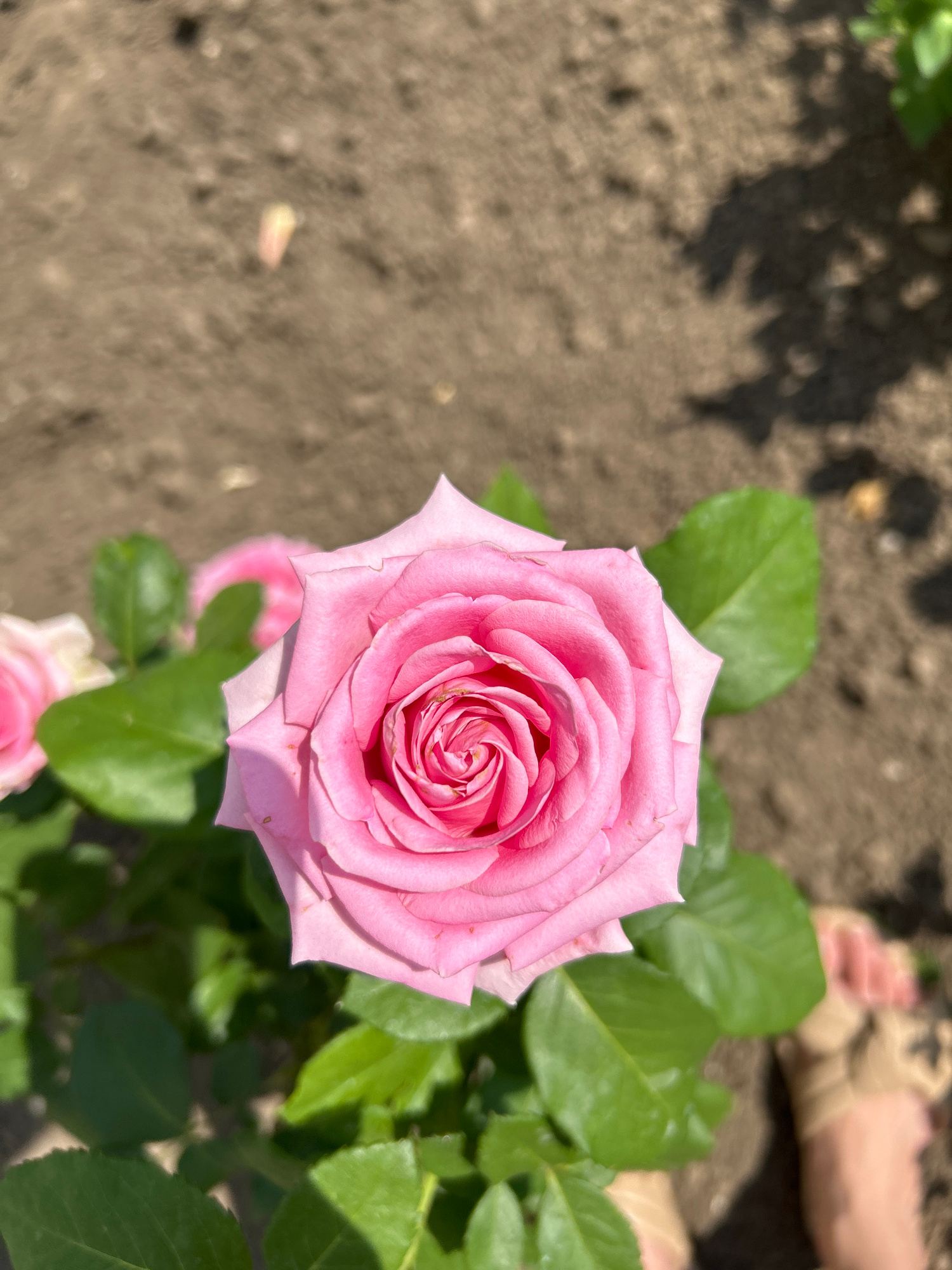 This is a close-up, eye-level, outdoor shot of a pink rose in full bloom, set against a backdrop of loose soil. The rose is the dominant subject, filling the right and central portions of the frame. Its petals are a soft pink, unfurling in a classic spiral pattern, with subtle variations in shade and texture. Lush green leaves surround the rose, providing a vibrant contrast to its delicate color and the earthy tones of the soil.
In the upper right background, partially out of focus, are the bare feet of a person, suggesting they are standing in or near a garden. The soil in the foreground and mid-ground appears dry and slightly uneven, with some scattered shadows cast by unseen foliage, indicating a sunny day. The lighting suggests it is daytime, likely late morning or early afternoon, given the bright sunlight and the sharp shadows.
The overall scene evokes a sense of natural beauty and tranquility. The focus is clearly on the rose, highlighting its intricate details and soft coloration. There is no visible text in the image. The setting appears to be a garden or an area where roses are cultivated, with the presence of bare feet hinting at a casual, perhaps domestic, environment in Copceac, Moldova. The image captures a moment of simple, natural splendor.