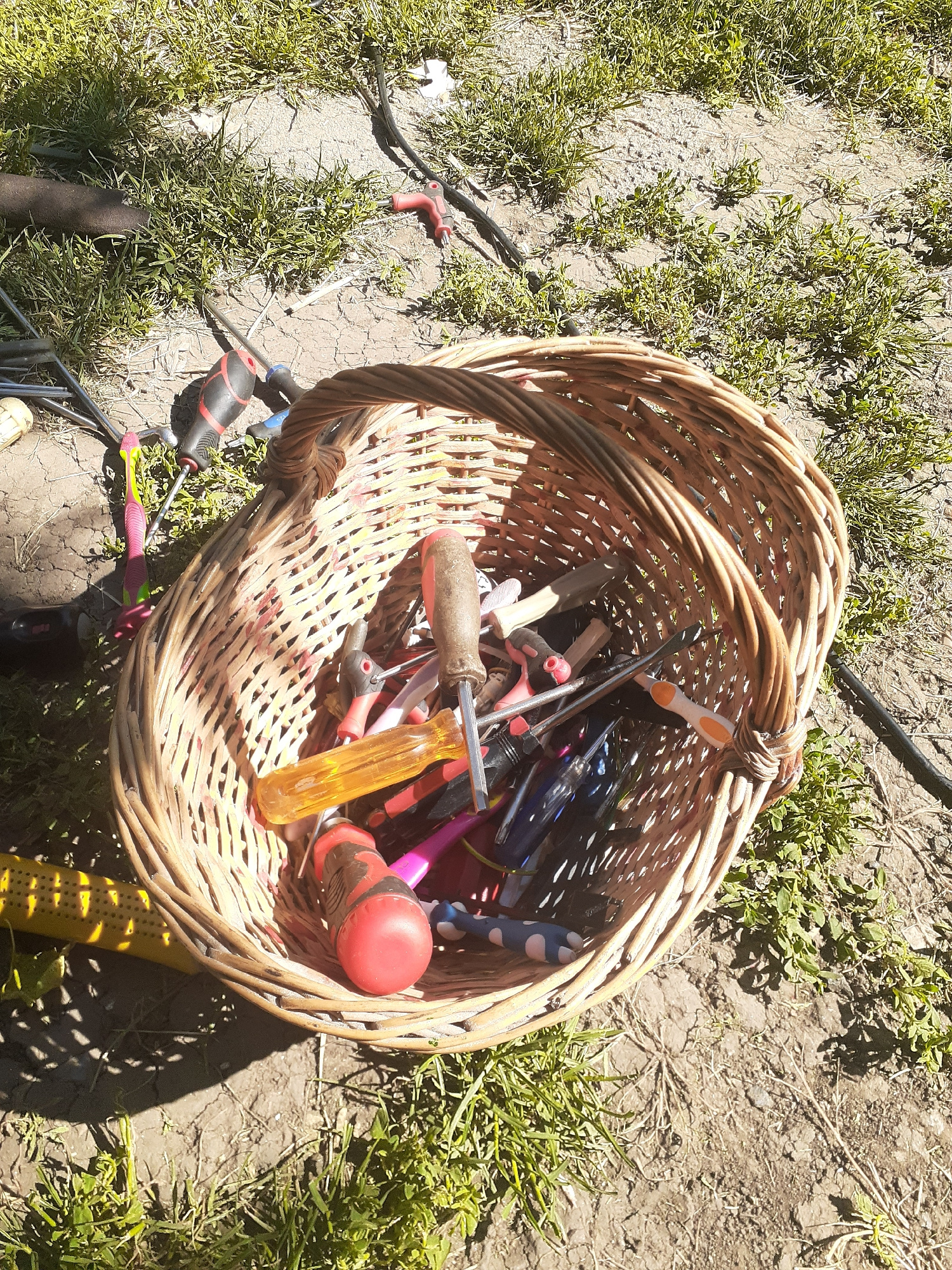 The image shows a wicker basket filled with various tools, primarily screwdrivers, placed on the ground amongst grass and dirt. The basket is woven from light brown wicker. Inside, the tools have handles in different colors including red, black, orange, pink, and blue. Some of the screwdriver heads are visible, appearing to be flathead and Phillips head types. A bright yellow object with a textured surface, possibly a handle or part of another tool, is visible peeking out from under the basket.
The basket and tools are situated outdoors. The ground is a mixture of dry dirt and patches of green grass. Sunlight casts shadows, suggesting it is daytime. The overall scene appears to be a casual setting, possibly a backyard or a workshop area. There is no visible text in the image. The lighting and shadows indicate a sunny day.