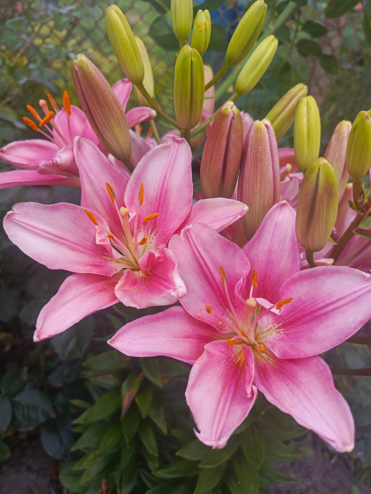 A close-up, eye-level shot features a cluster of pink lilies in various stages of bloom, with several fully opened flowers and numerous buds. The petals are a vibrant pink with lighter streaks and orange stamens. The buds are a mix of green and pink, some tightly closed and others beginning to unfurl. The background is softly blurred, showing hints of green foliage and a muted, possibly greyish, fence. The image appears to be taken outdoors, possibly in a garden setting, with natural light illuminating the flowers. The location is identified as Samoylovka, Russia.