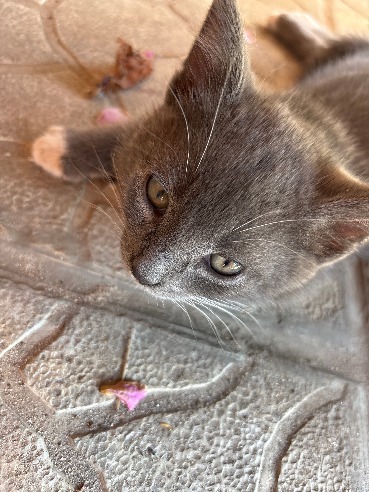 A close-up, high-angle shot shows a grey kitten lying on a textured, stone surface. The kitten's head is turned to the left, with its amber eye visible. White whiskers fan out from its muzzle. One of the kitten's front paws, which has white fur on the tip, is extended forward. The stone surface appears to be an outdoor pavement with visible grout lines. Small pink and brown flower petals are scattered on the ground near the kitten. The image captures a moment of quiet observation by the young feline. The exact location within Zmiiv, Ukraine, is not specified in the image.