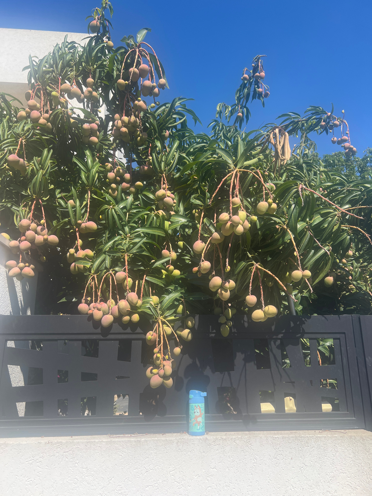 A mango tree laden with developing fruit is pictured against a clear blue sky. The branches are heavy with numerous green and reddish-purple mangoes, some clusters containing many fruits. The tree is positioned next to a modern black metal gate with a geometric pattern, which separates it from a white textured wall. Sunlight casts shadows from the tree and gate onto the wall and ground, indicating it is daytime. A small blue water bottle with a cartoon character print is attached to the gate. The scene appears to be outdoors in a warm climate, possibly a residential area given the wall and gate. The overall impression is one of abundance and a ripe harvest to come, with the clear sky suggesting fair weather. No people are visible in the frame. No text is discernible. The location context places this scene in Hof HaCarmel Regional Council, Israel.