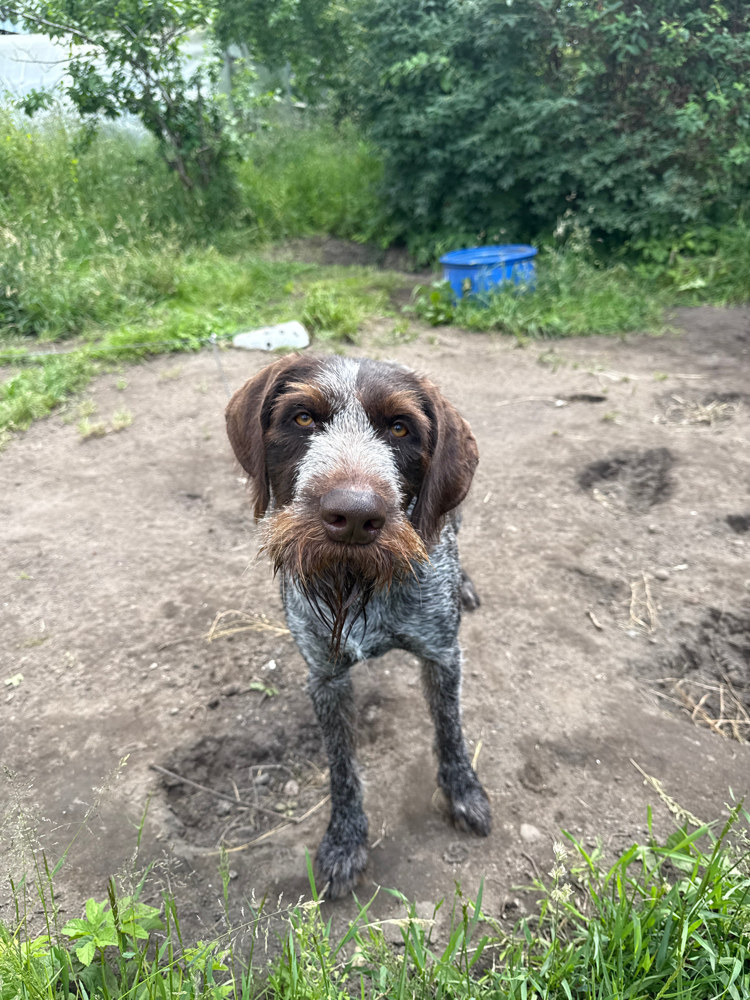 A medium shot shows a brown and white German Wirehaired Pointer standing on a dirt path. The dog is looking directly at the camera with a wet muzzle and a quizzical expression. The dog's fur is coarse and wiry, and it has a distinctive beard. The background is blurred, but it appears to be an outdoor setting with trees and bushes. In the background, a blue plastic container is visible. The overall impression is that of a playful and curious dog in a natural environment.