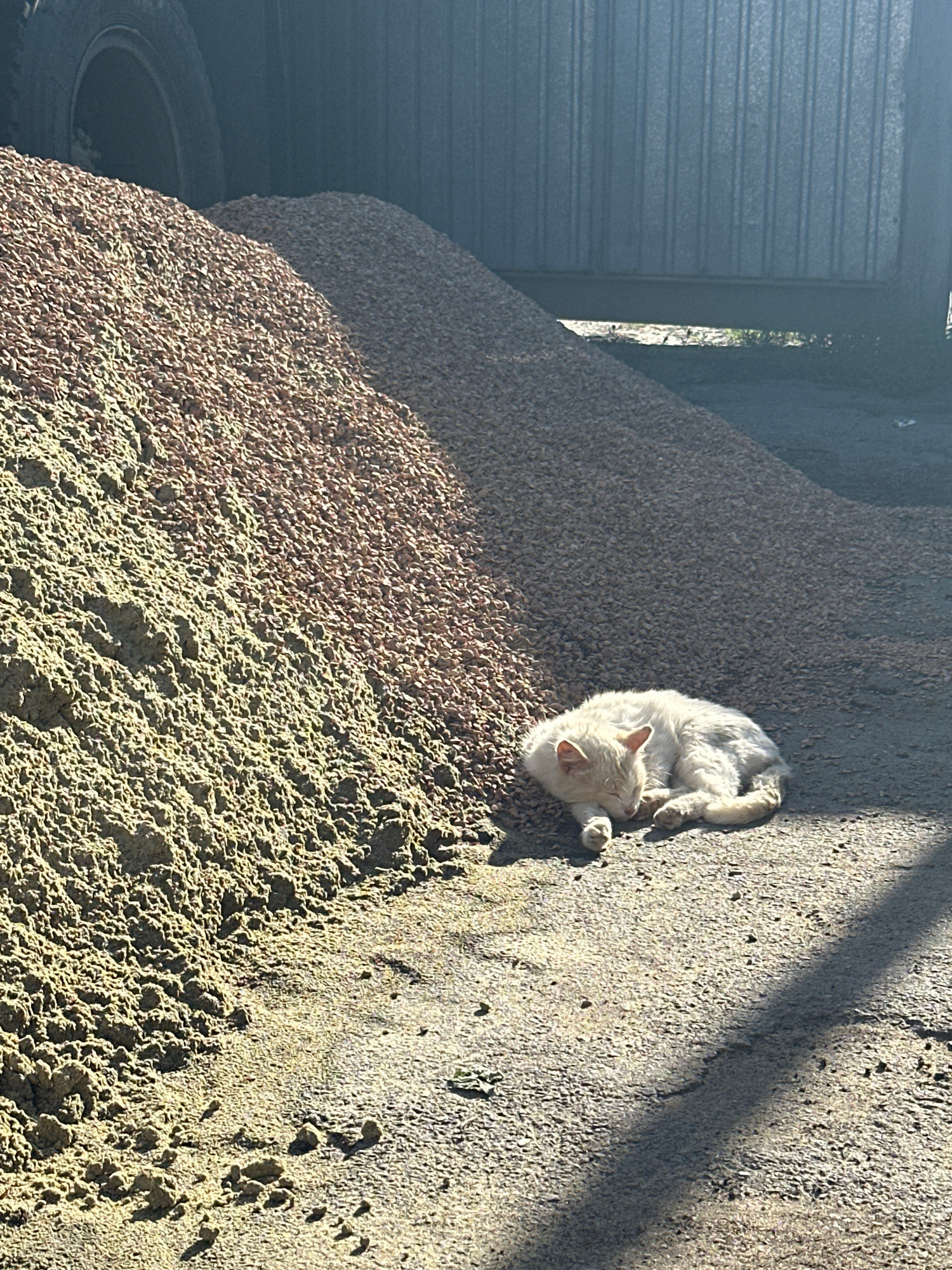 A light-colored cat is resting on a pile of gravel. The cat is curled up, with its eyes closed, and appears to be sleeping or relaxing in the sun. The gravel is a mix of small stones and pebbles, and it forms a large, sloping mound. To the left of the gravel pile, there is a dark, corrugated surface, possibly a garage door or a wall. In the lower left corner, a portion of a black tire is visible. The scene is illuminated by bright sunlight, casting distinct shadows from an unseen object onto the gravel and the ground. The shadows suggest that it is a sunny day, likely late morning or early afternoon. The location context of Tobyl, Kazakhstan, implies an outdoor setting, potentially in a rural or industrial area given the presence of gravel and the corrugated structure. The overall mood of the image is peaceful and serene, capturing a quiet moment of a cat enjoying the warmth of the sun. There is no visible text in the image.
