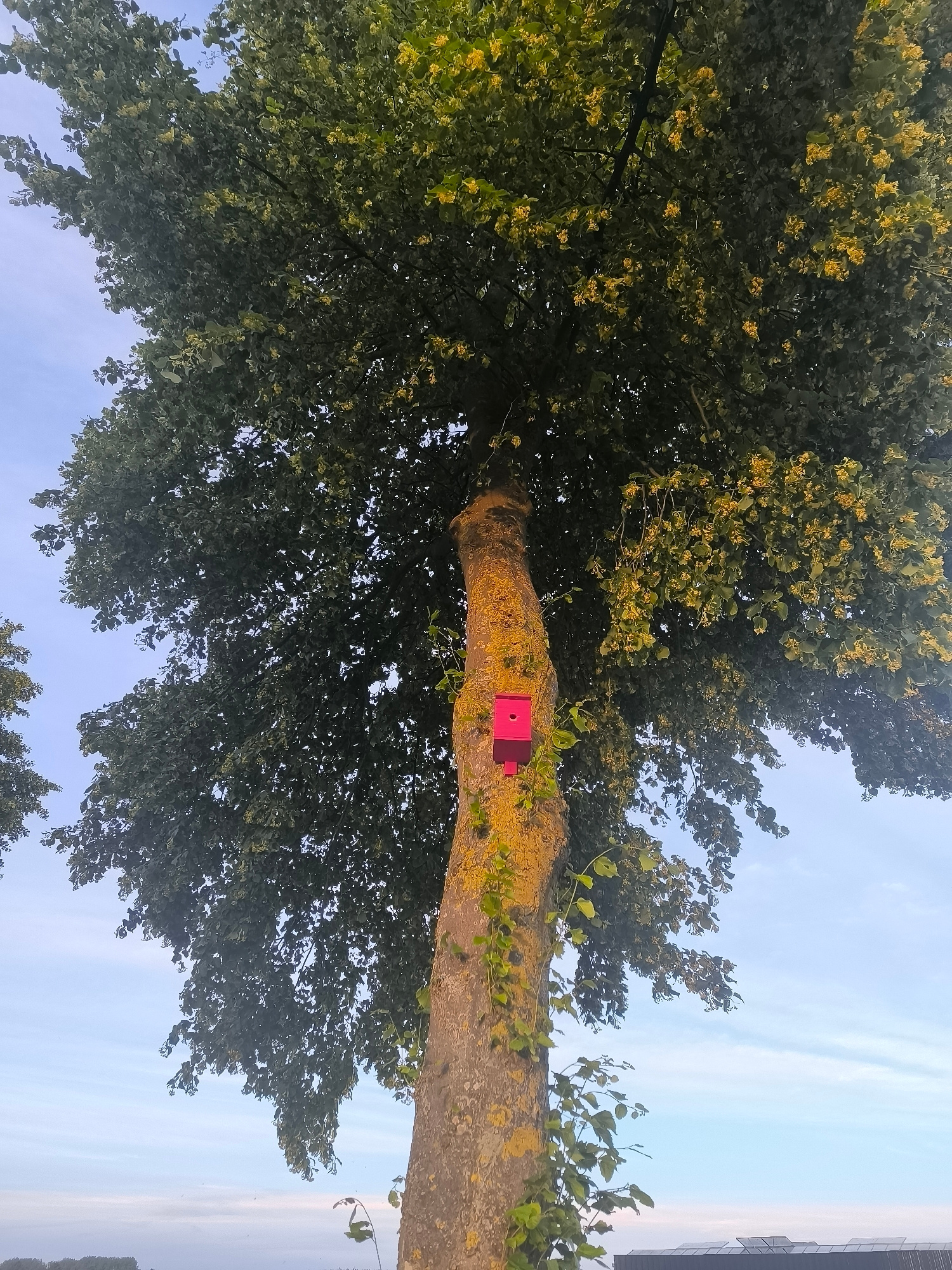 This media file captures a view looking upwards at a large tree with a bright pink birdhouse attached to its trunk. The tree is covered in dense green foliage, with some small yellow flowers or buds visible amongst the leaves. The trunk of the tree is rough and textured, with patches of lichen or moss giving it a yellowish-green hue. A vine with green leaves is also growing up the trunk and around the birdhouse. The birdhouse is a simple, rectangular structure with a small opening on the front.
The sky above is a pale blue with wispy white clouds, suggesting it's daytime, likely late afternoon or early morning given the soft light. In the background, out of focus, there appears to be a body of water or flat land, and some dark structures that might be buildings or solar panels.
The image conveys a sense of nature and tranquility, with the bright birdhouse adding a touch of man-made intervention within the natural setting. There is no discernible text in the image. The setting is likely a garden, park, or rural area in Almere, Netherlands, indicated by the foliage and sky typical of the region. The focus is on the tree and the birdhouse, with the surrounding environment serving as a backdrop.