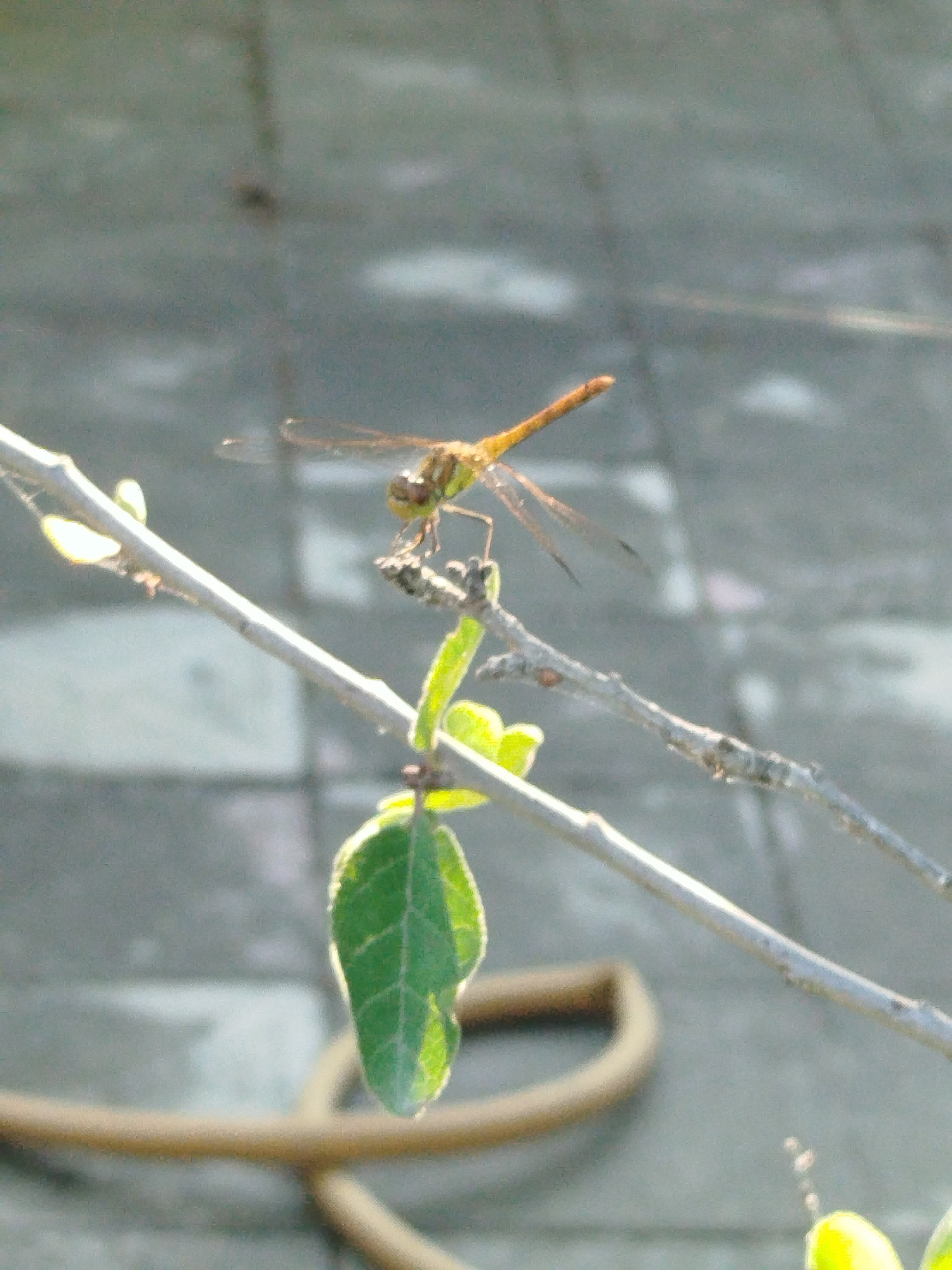 A close-up, slightly blurry shot features a dragonfly perched on a thin branch. The dragonfly is a warm, golden-brown color with a segmented body and delicate, transparent wings. Its head is visible, with large, compound eyes. It is positioned horizontally along the branch, which is gray and slightly rough. Several small, bright green leaves sprout from the branch near the dragonfly. One leaf in the foreground is particularly vibrant, with visible veins and a soft glow from the sunlight hitting it. The background is out of focus, showing a muted, gray surface that appears to be a tiled or paved area. A thick, coiled brown object, possibly a hose or rope, is visible in the lower portion of the frame. The lighting suggests it is daytime, with bright sunlight creating highlights on the leaves and the dragonfly. The overall impression is a natural, outdoor scene, possibly a garden or a yard, in Pirşağı, Azerbaijan. There is no visible text in the image.